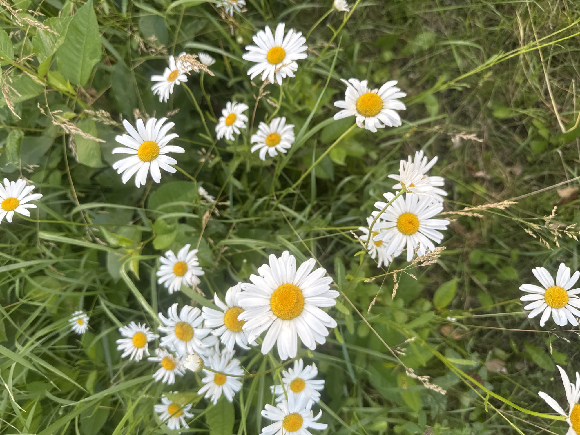 This media file is a close-up shot of several white daisies with yellow centers, blooming amongst lush green grass and other vegetation. The daisies are the primary subjects, with some in focus and others slightly blurred due to the shallow depth of field. The scene is outdoors, suggesting a natural environment like a field or meadow. The lighting appears to be natural daylight, possibly late morning or afternoon, with soft illumination casting subtle shadows. The overall mood is serene and natural. There is no visible text in the image. The location context is Takhtaulove, Ukraine, which implies a rural or semi-rural setting during a season when daisies are in bloom, likely spring or summer.