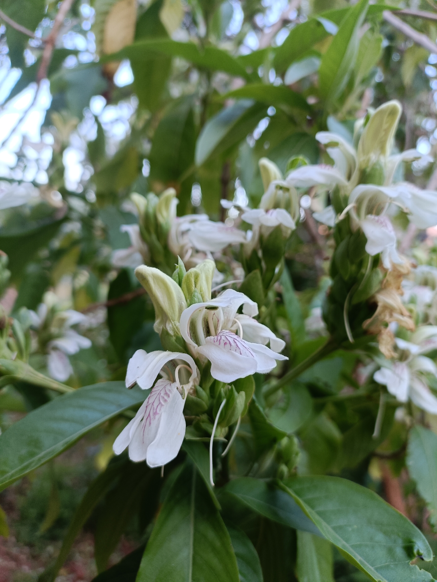 The image shows a close-up of a flowering plant in an outdoor setting. The plant has green leaves and white flowers with purple veins. Some of the flowers are in bloom, while others are still closed. The background is blurry, suggesting the image was taken with a shallow depth of field. The location is Unknown, Unknown.