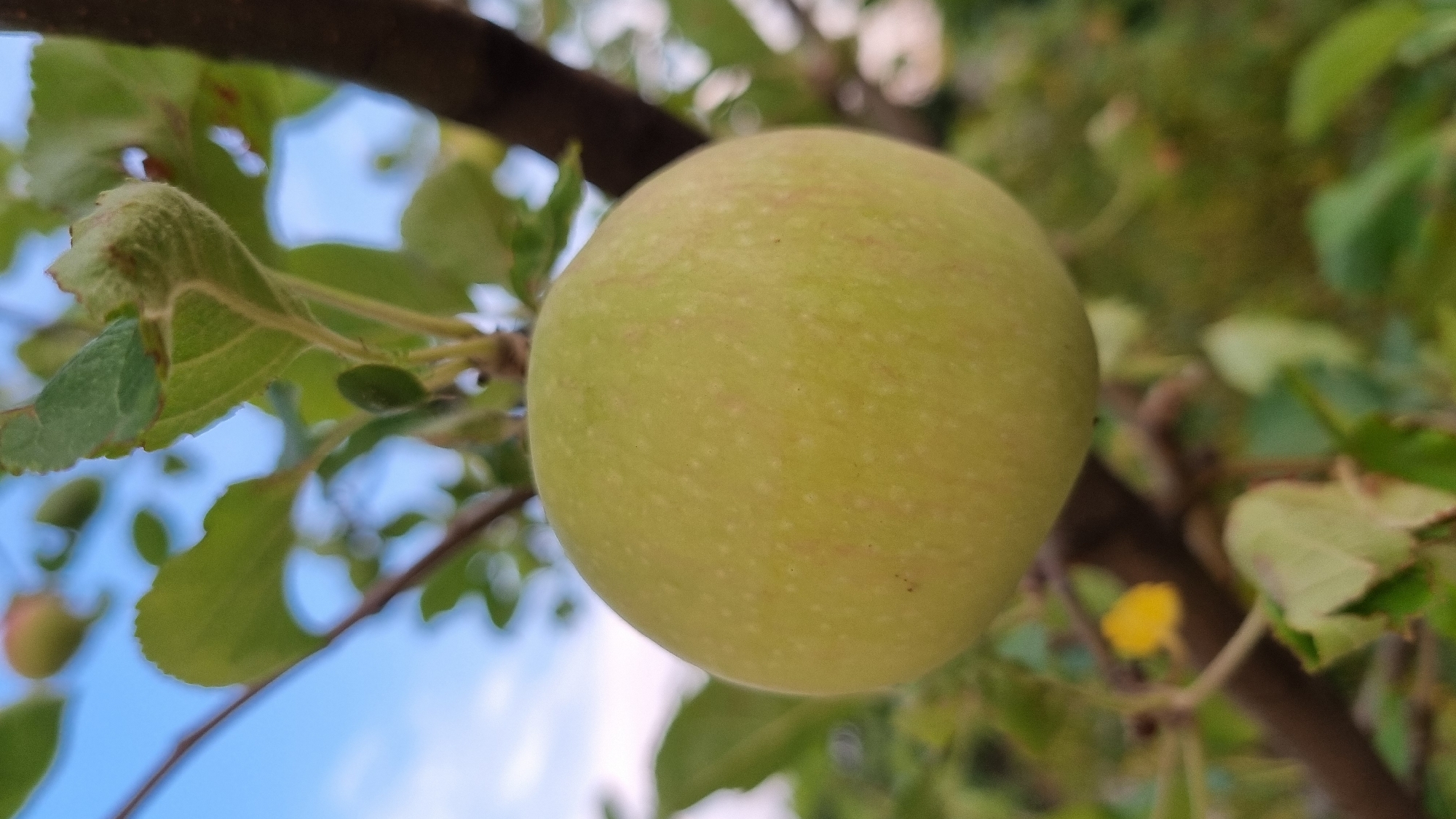 A green apple hangs on a branch of a tree. The apple is round and appears to be unripe. The background is a blur of green leaves and blue sky, indicating an outdoor setting. There is no indication of a specific location within Smila, Ukraine.