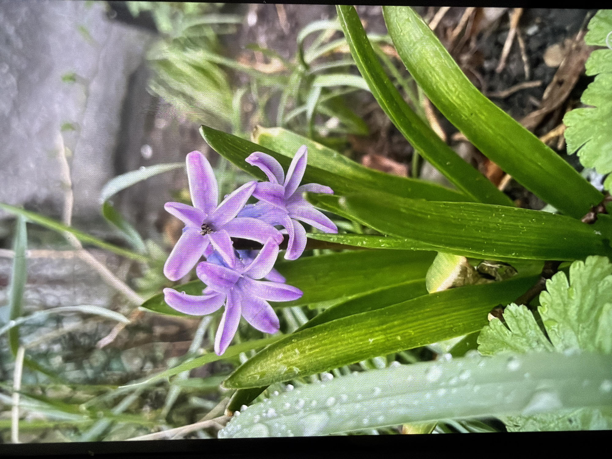 The image shows a close-up of purple flowers with long, green leaves. Water droplets are visible on some of the leaves. The setting appears to be a garden. Specific location within Reigate and Banstead cannot be determined without further information. No people are visible.