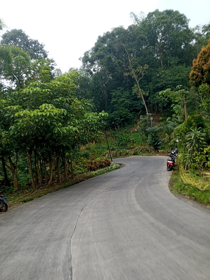 This image depicts a winding paved road through a densely vegetated, hilly area in the city of Kheda, India. The grey road surface, appearing to be concrete or asphalt, exhibits a prominent longitudinal seam or crack down its center in the foreground. It curves from the lower left, makes a sharp turn to the right, and then a gentler curve to the left, ascending towards the background. No lane markings are visible.
On the left side of the road, a cluster of trees with slender trunks and vibrant green foliage lines the edge, with taller, darker green trees forming a denser canopy further back. The right side of the road features a steep embankment heavily covered in varied green and some reddish-brown vegetation, leading up to a dense forest of tall trees that dominate the background.
Two motorcycles are present. A portion of a dark-colored motorcycle's front wheel is visible on the extreme lower-left edge of the frame. A red and black motorcycle is parked on the dirt shoulder on the right side of the road, near the sharp curve, oriented with its front wheel slightly turned towards the road. A thin, black pole-like structure is discernible amidst the vegetation on the right, behind the parked motorcycle. The sky above the tree line is uniformly overcast and light grey. No individuals are present in the scene.