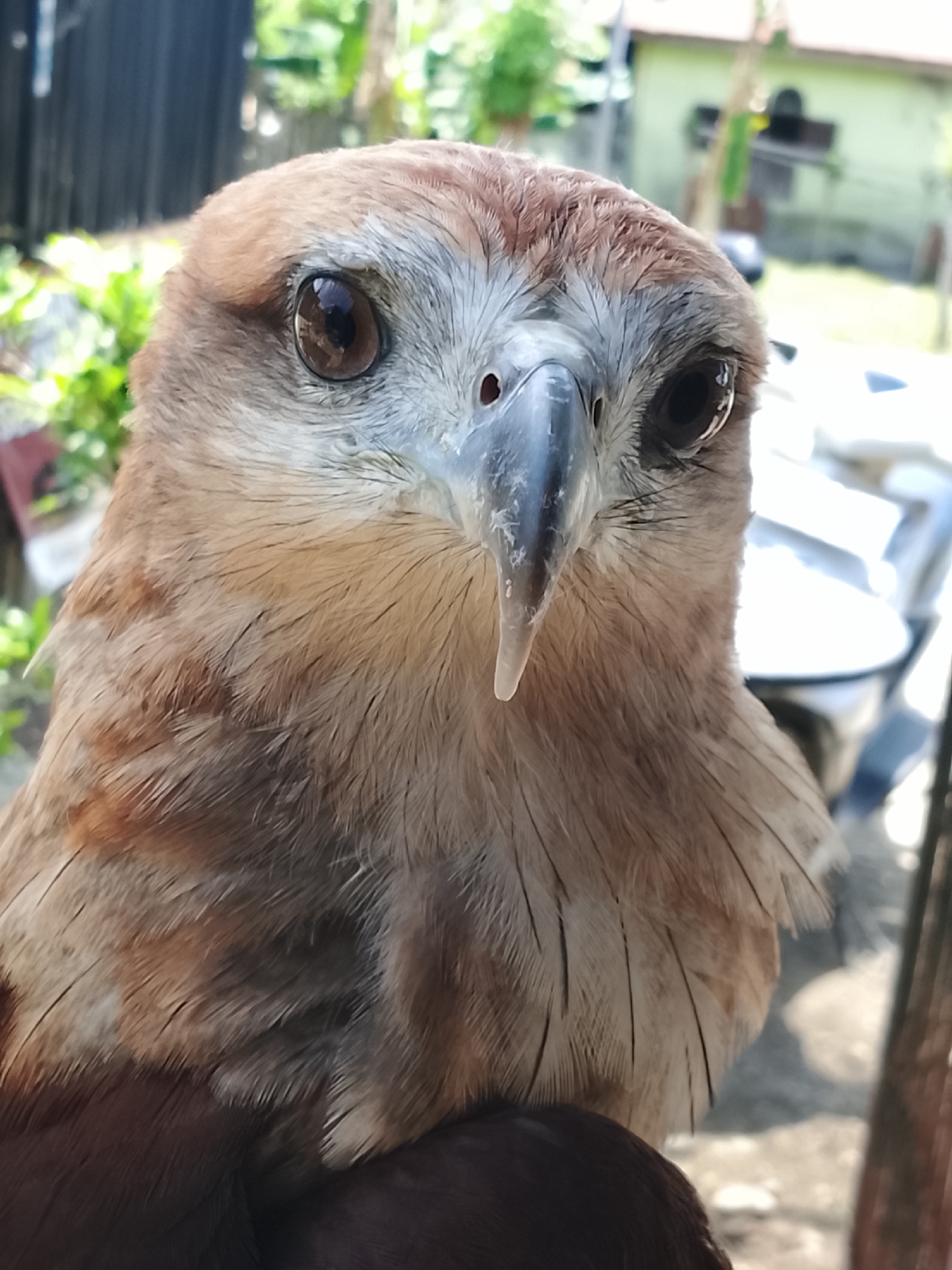 A close-up, eye-level shot captures the head of a juvenile Brahminy Kite (Haliastur indus) held in a person's hand. The bird's head is angled slightly to the right, but its dark brown eyes are focused directly at the camera. The falcon's beak is a light gray with a hooked tip and a small, pale appendage hanging from its lower mandible. Its plumage is a mix of light brown and white, with darker brown feathers on its chest and wings. The background is blurred, showing hints of green foliage and what appears to be a light-colored building, suggesting an outdoor setting in Kuta Trieng, Indonesia.