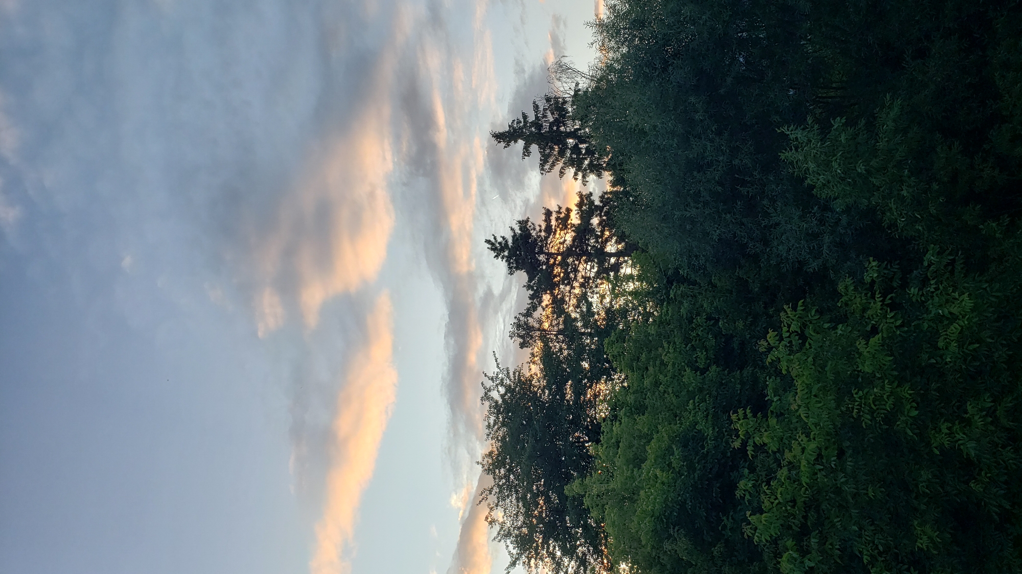 The image depicts a sky with scattered clouds tinged with sunset colors over a dense line of trees. The trees in the foreground are a mix of deciduous and coniferous varieties, with the foliage appearing lush and green. Some of the coniferous trees, silhouetted against the sky, are taller than the surrounding deciduous trees. The sky displays a gradient of light blue at the top, transitioning to softer blues and whites, with streaks of orange and pink from the setting sun illuminating the clouds. There is a very faint contrail visible in the upper right portion of the sky, suggesting the presence of aircraft. The image does not contain any people or specific identifiable man-made structures. The scene appears to be a natural landscape on the outskirts of a city, potentially Prešov, Slovakia, given the context.
