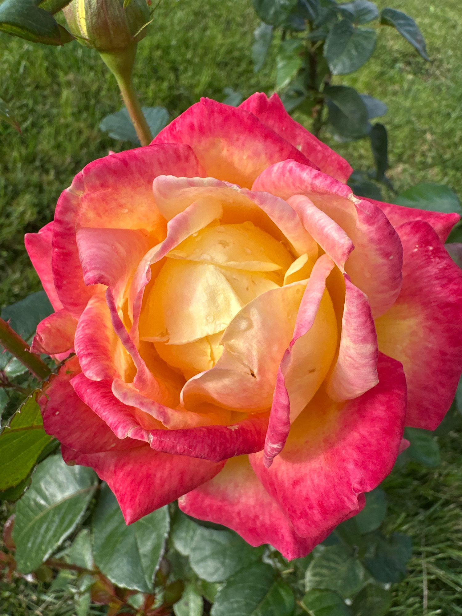 A close-up, eye-level shot features a bi-colored rose in full bloom, its petals transitioning from a vibrant yellow at the center to a deep pink at the edges. The rose is set against a backdrop of lush green grass and foliage, suggesting an outdoor setting. The image is sharp and well-lit, with a shallow depth of field that blurs the background and emphasizes the intricate details of the rose petals, some of which appear to have water droplets. A rosebud is visible in the upper left quadrant, partially obscured by leaves. There are no people or animals present in the image. The scene is consistent with a garden in Vidnoye, Russia, where roses are commonly cultivated.