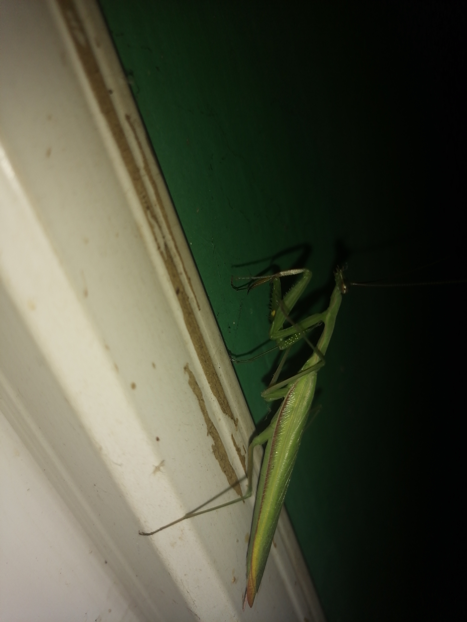 A green praying mantis is on a green wall, with a white surface in the foreground. The praying mantis is positioned diagonally across the image, with its head to the right and its tail to the left. Its forelegs are raised, and its hindlegs are gripping the green surface. The white surface appears to be part of a wall or a piece of furniture, with a textured, ribbed pattern. The background is dark and out of focus, with the green wall being the primary background element. The image is taken at night, as suggested by the lighting conditions and the dark background. There are no people or other animals visible in the image. The location is identified as Novopokrovka, Russia, however, there are no visual cues in the image that would indicate this specific location.