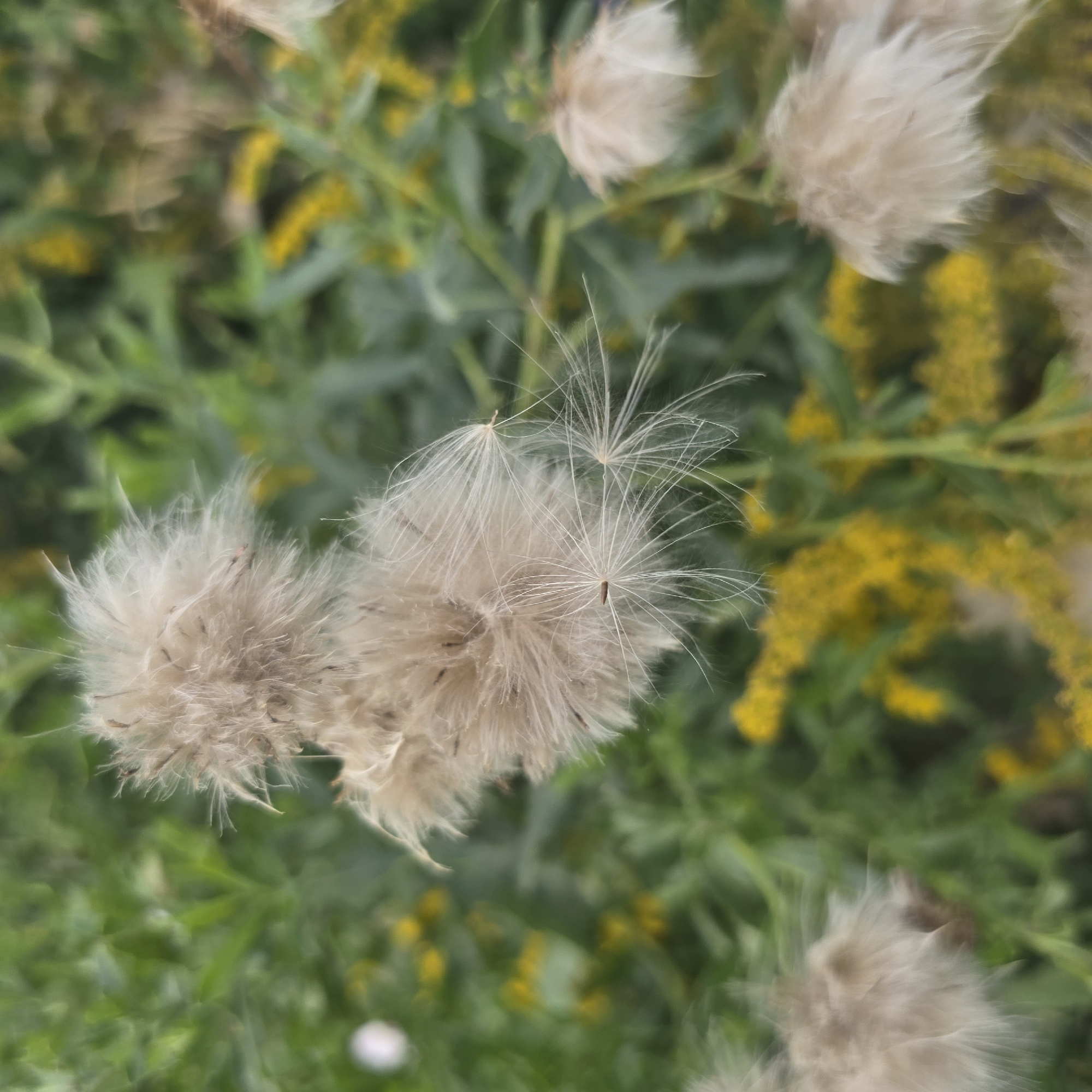 The image captures a close-up view of several fluffy seed heads, possibly from a thistle or similar plant, against a blurred background of green foliage and yellow wildflowers. The seed heads are light brown to off-white and are dispersed with fine, feathery filaments. Some of the seeds appear to be detached and floating, indicating a windy environment or the natural dispersal process. The foreground is dominated by these prominent seed heads, with a few dark specks visible within them, likely the seeds themselves. In the background, out-of-focus yellow blossoms and green leaves create a soft, natural setting. There are no people, animals, or man-made objects visible in the image. The overall impression is one of natural beauty and the cycle of plant reproduction. The location is specified as being in the city of Belokurikha, Russia, a resort town known for its natural landscapes and mineral springs.