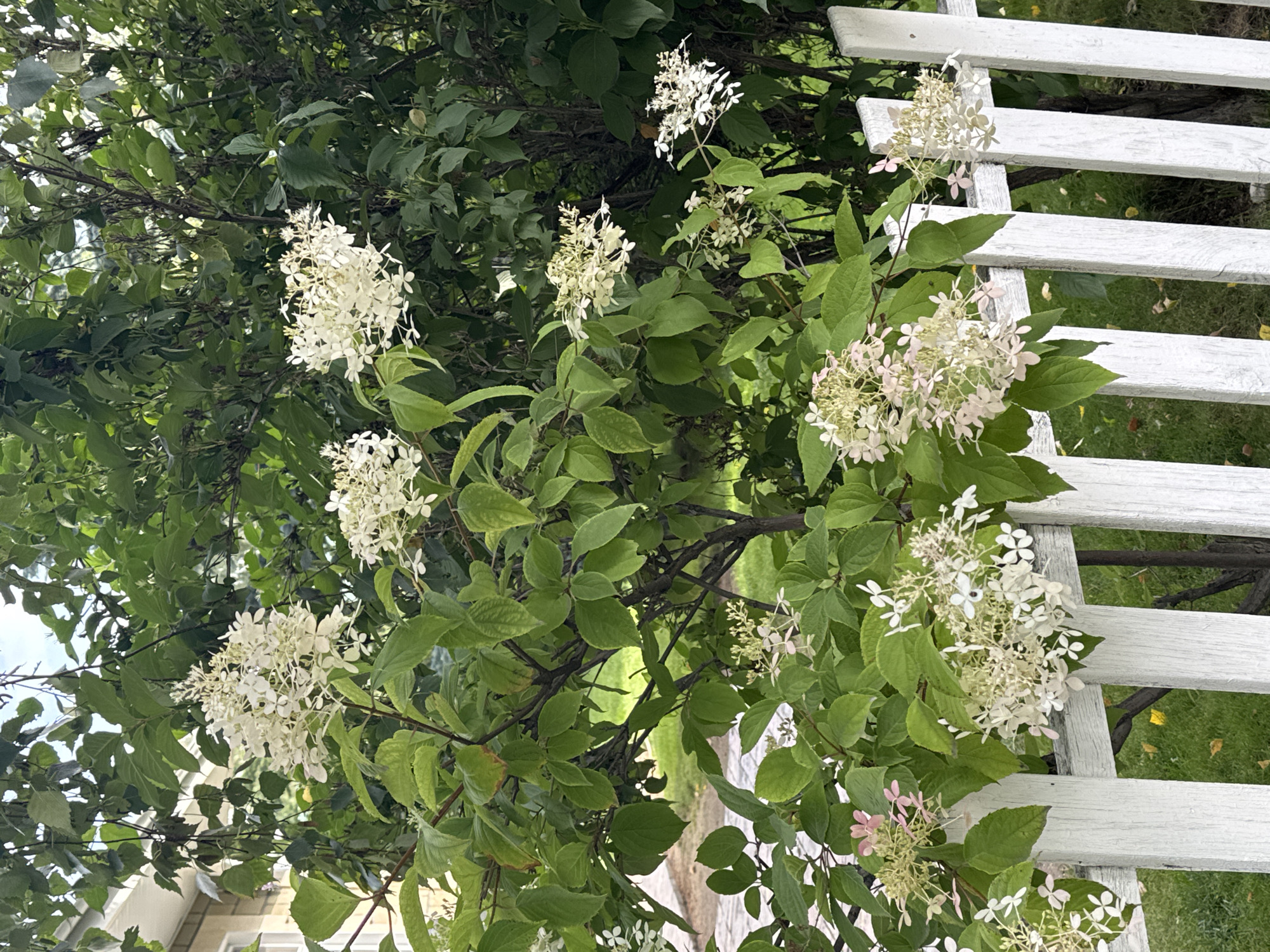A white wooden picket fence is in the foreground, partially obscured by lush green foliage and clusters of white and pale pink hydrangeas. The hydrangeas have cone-shaped blooms composed of many small flowers. The leaves of the hydrangea bushes are a vibrant green, with some showing slight yellowing or browning. Beyond the fence and hydrangeas, a building with a light-colored facade and a window can be seen through the greenery on the left side of the image. The ground behind the fence appears to be a grassy area, with a few fallen yellow leaves visible. The overall scene depicts a garden or yard setting, likely in a residential area, given the presence of a house and fence. The location is identified as Sary-Oy, Kyrgyzstan. There are no people visible in the image.