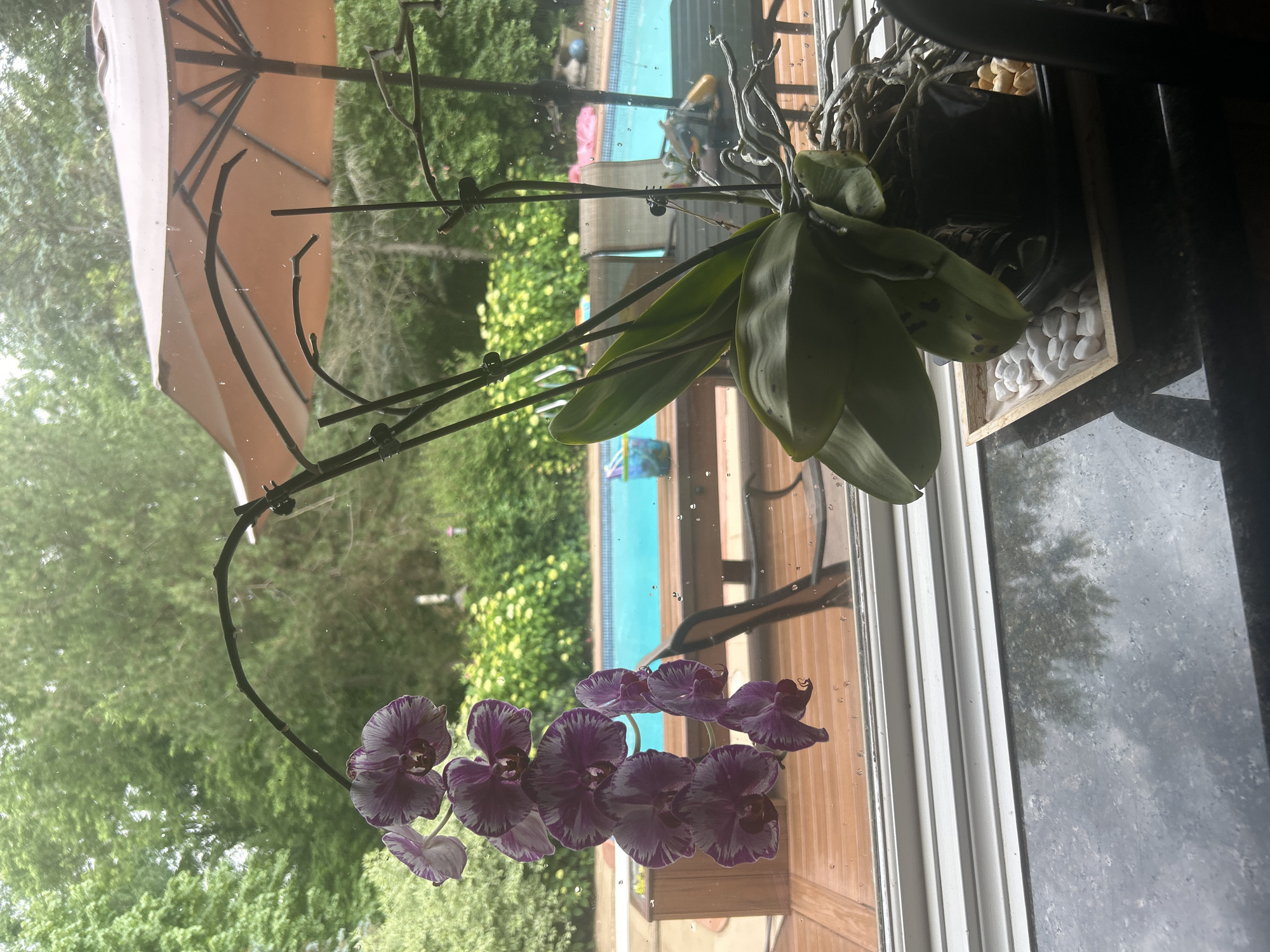 This is a photograph of a potted orchid with purple and white striped flowers, situated on a windowsill. The orchid has several blooms on a long stem that arches over. Outside the window, a swimming pool, a wooden deck, and trees are visible. The scene appears to be a residential backyard in Farmington Hills, Michigan, United States of America.