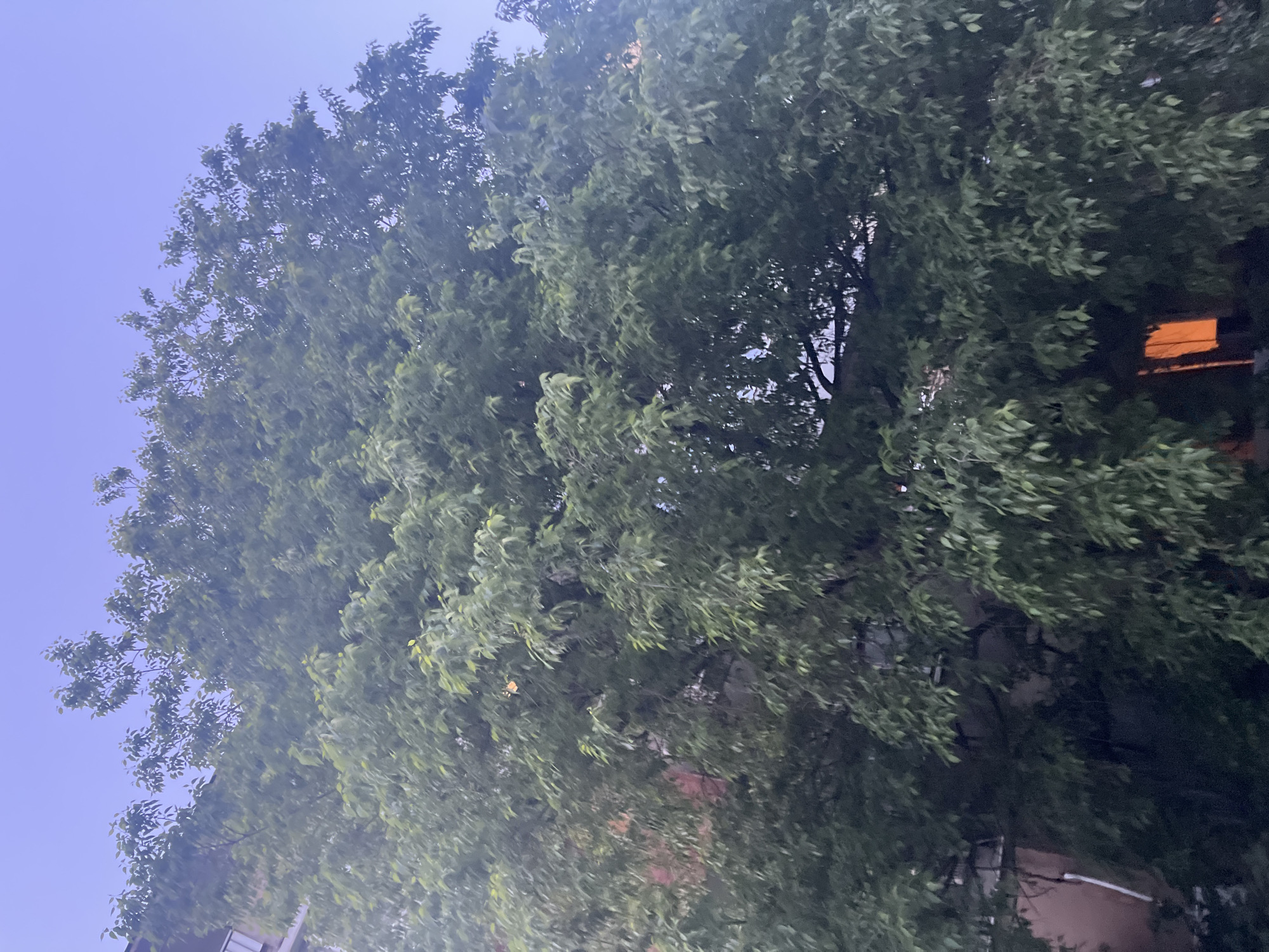 The image captures a view of a lush, green tree against a light blue sky. The branches and leaves of the tree fill most of the frame, with the sky visible in the upper left corner. An orange light source can be seen through the tree in the middle right. Some building elements are also visible at the bottom. Given the context of Plovdiv, Bulgaria, it is likely an urban setting with dense vegetation.