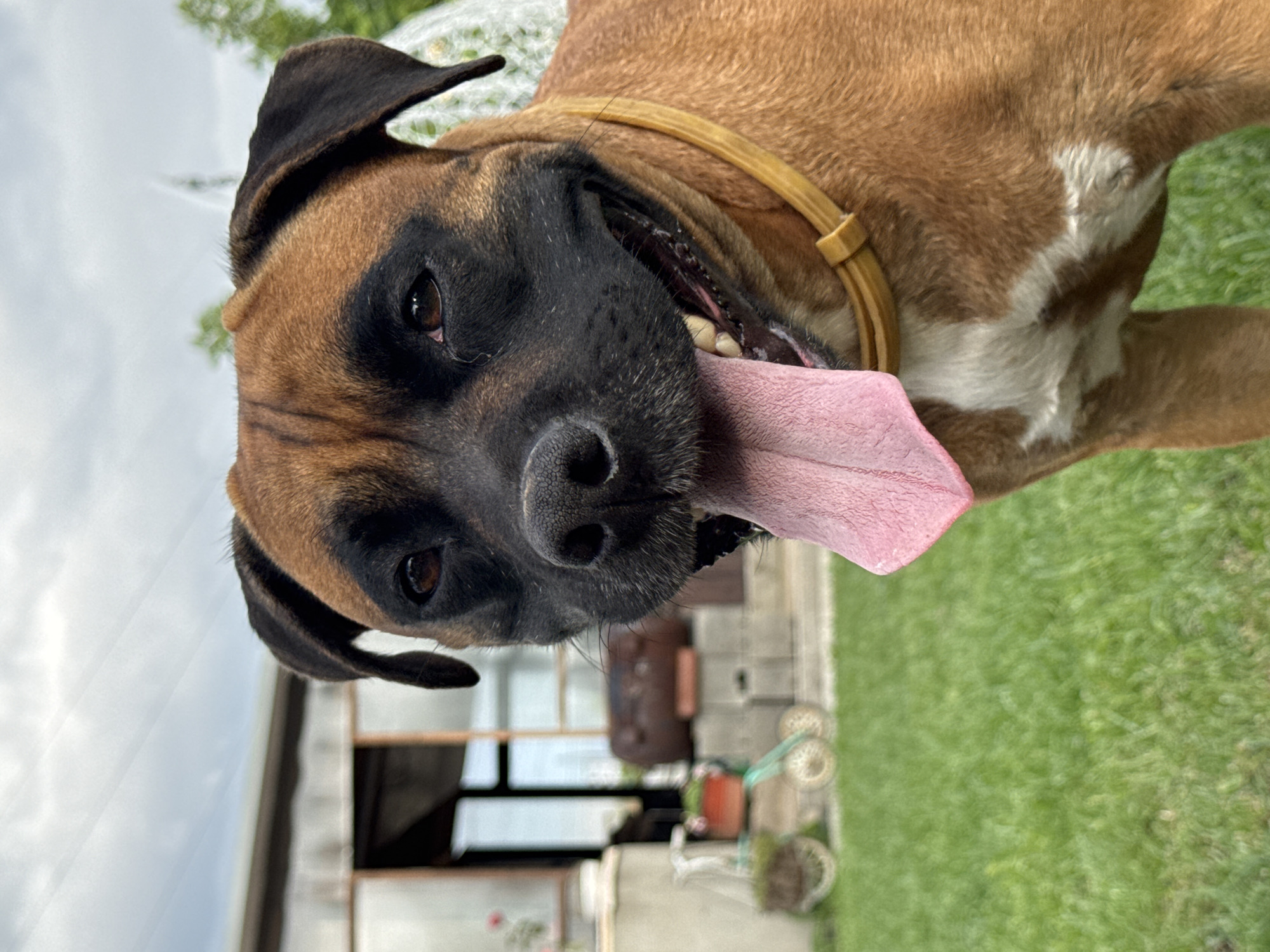 A medium shot captures a brown Boxer dog with a black face, panting with its pink tongue hanging out. The dog is wearing a yellow collar. It is standing on a lush green lawn. In the blurred background, a rustic structure with corrugated metal siding and exposed wooden beams is visible, possibly a shed or barn. To the left of the structure, a vintage bicycle with two baskets filled with plants is parked. The sky is overcast. The scene is outdoors, in a rural or semi-rural setting. No specific landmarks indicating Chaikovsky, Russia, are identifiable.