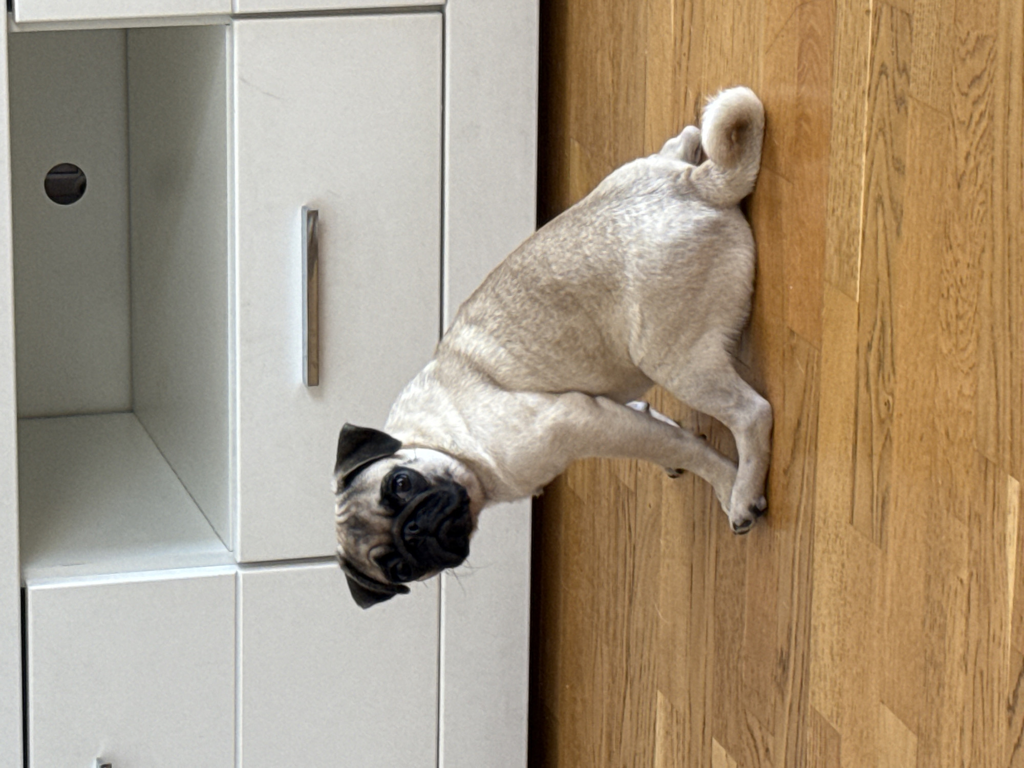 A pug dog is lying on a wooden floor next to a white cabinet. The pug is light brown with black markings around its eyes and muzzle. It is lying on its side with its head turned towards the camera. The cabinet is white and appears to be a piece of furniture with drawers or doors. The floor is made of light brown wooden planks arranged in a chevron pattern. The lighting suggests it is daytime. The overall scene is domestic and relaxed, with the dog appearing calm. There is no visible text in the image.