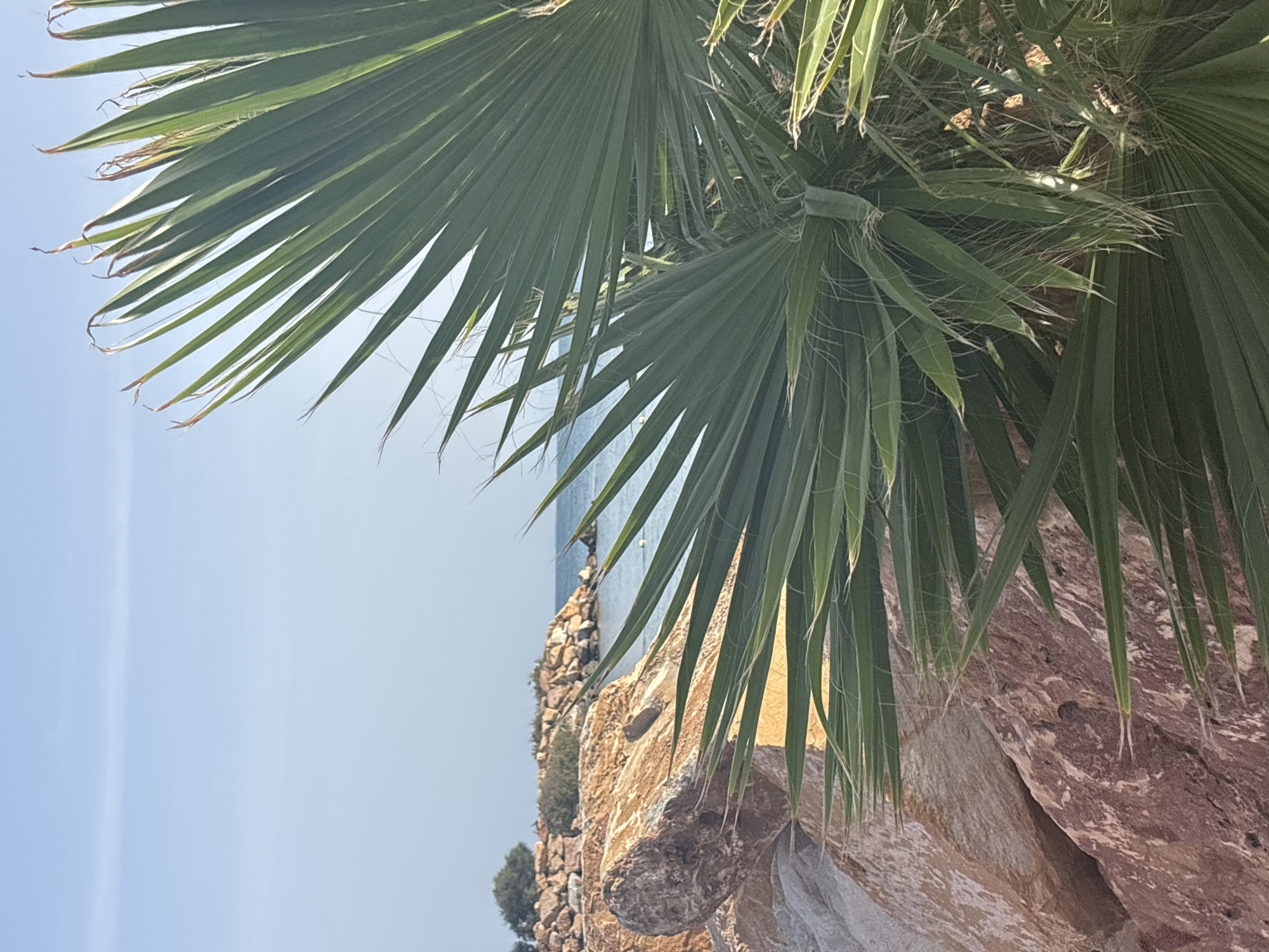 The image depicts a coastal scene with a prominent palm frond in the foreground, obscuring part of the view. To the left, large, rough-textured rocks in shades of pink and tan form a natural embankment. Beyond the rocks, the tranquil, blue ocean stretches to the horizon, meeting a pale blue sky with a faint, horizontal cloud. In the distance, a rocky breakwater or jetty extends into the water, with a few sparse green shrubs growing on its rocky surface. The overall impression is of a serene, natural coastal environment under clear skies.