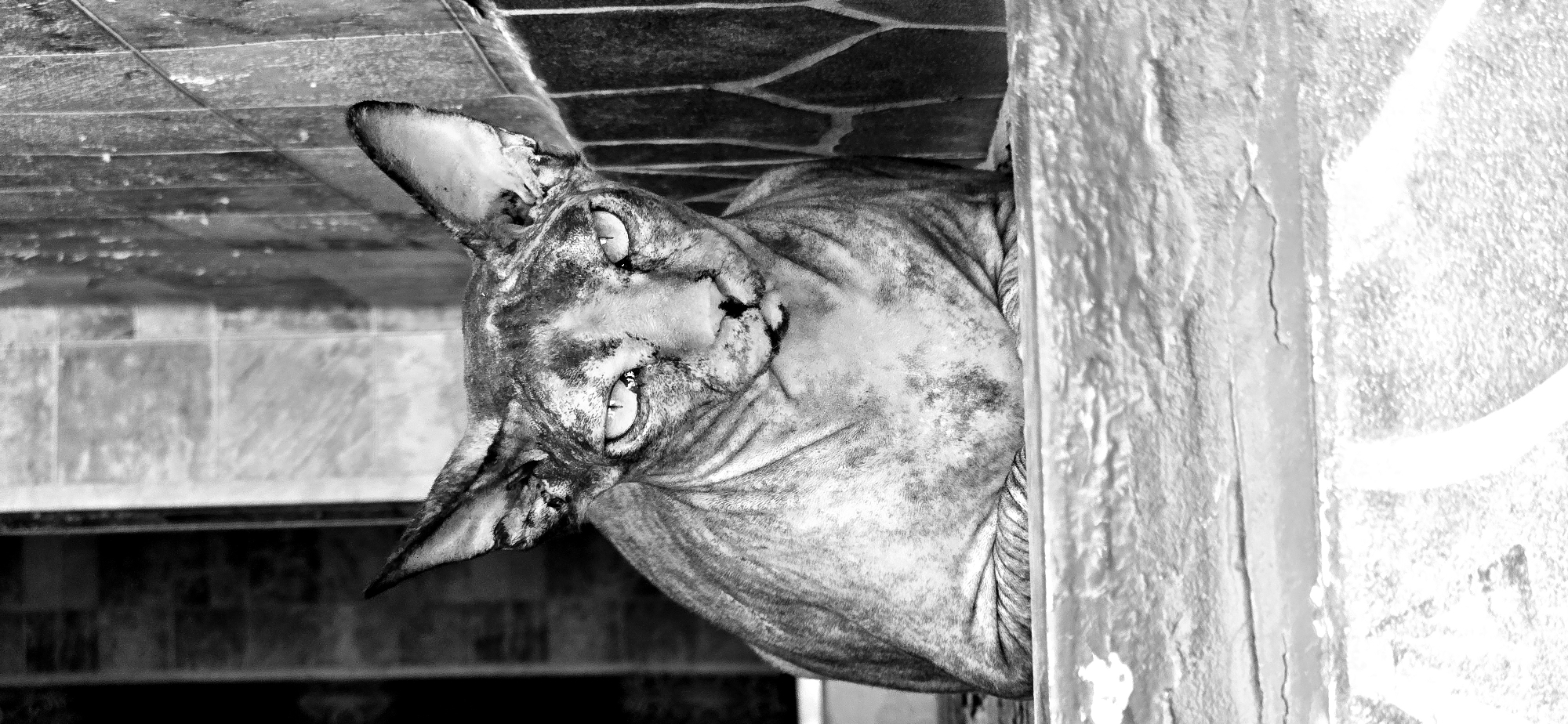 A black and white close-up photograph shows a Sphynx cat with prominent ears and wrinkled skin. The cat is lying down, its body partially obscured by a textured ledge in the foreground. The background consists of a tiled wall. The lighting creates strong shadows, emphasizing the texture of the cat's skin and the surrounding surfaces. The image appears to have been taken outdoors, possibly in a courtyard or a transitional space between indoor and outdoor areas. The overall impression is one of starkness and focus on the unique features of the animal. The specific location in Baku, Azerbaijan, cannot be determined from the visual information provided.