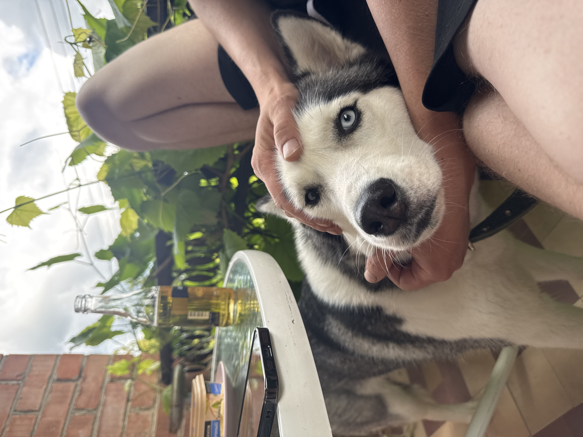 In an outdoor setting, a person's hands cradle the head of a Siberian Husky. The dog's blue eyes are visible as it rests its head on the person's arm and leg. In the background, a glass-topped table holds a bottle of beer and a smartphone, with a brick wall and lush green foliage also present.