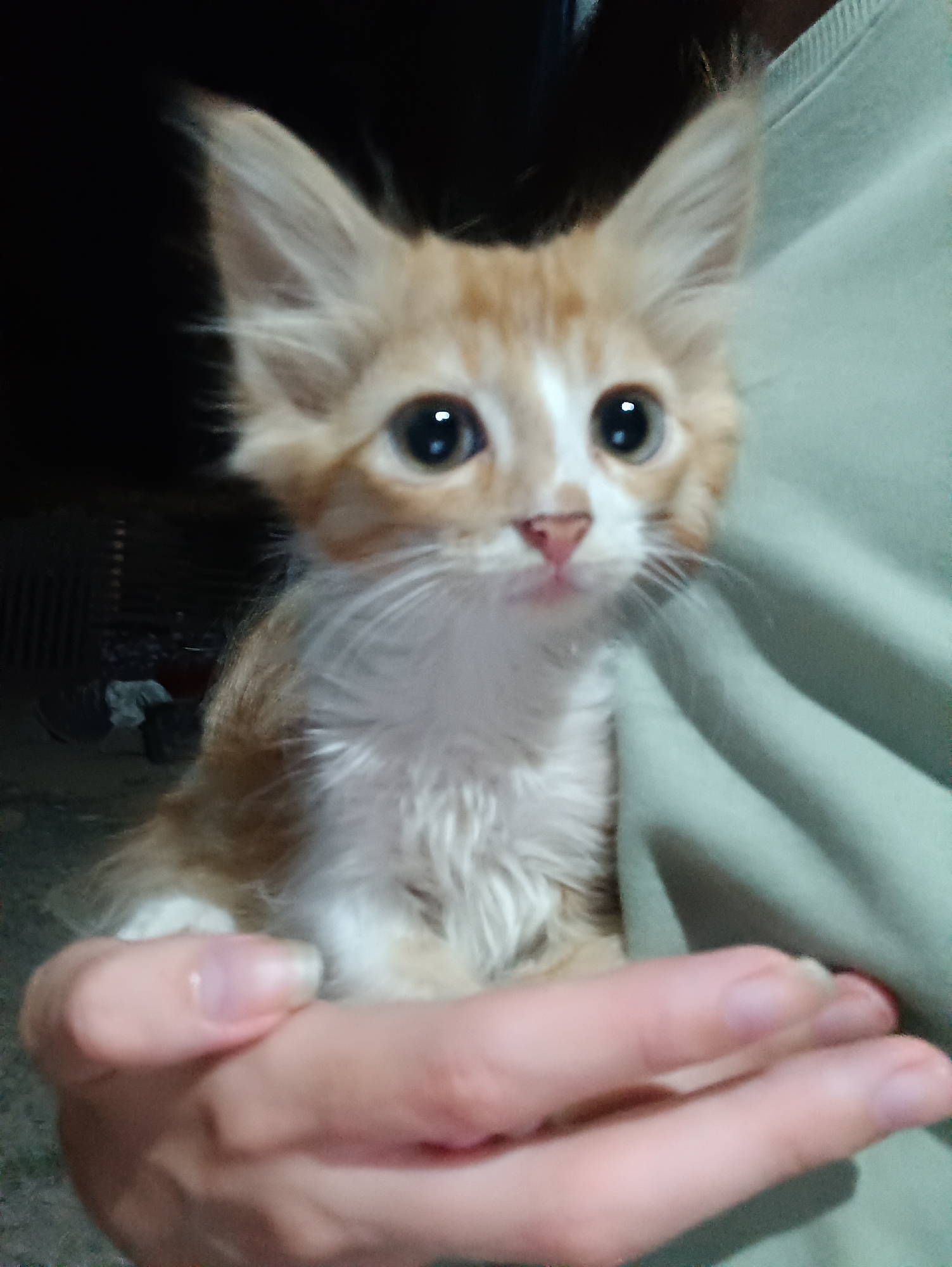 A close-up shot shows a small, fluffy ginger and white kitten being held by a person. The kitten has large, round, dark eyes and prominent ears. Its fur appears soft and somewhat disheveled. The person's hands are visible in the foreground, supporting the kitten. The kitten is nestled against a light green fabric, possibly a shirt or blanket. The background is dark and out of focus, with some indistinct shapes that suggest an indoor environment. The image is taken from a low angle, focusing on the kitten's face and the hands holding it.