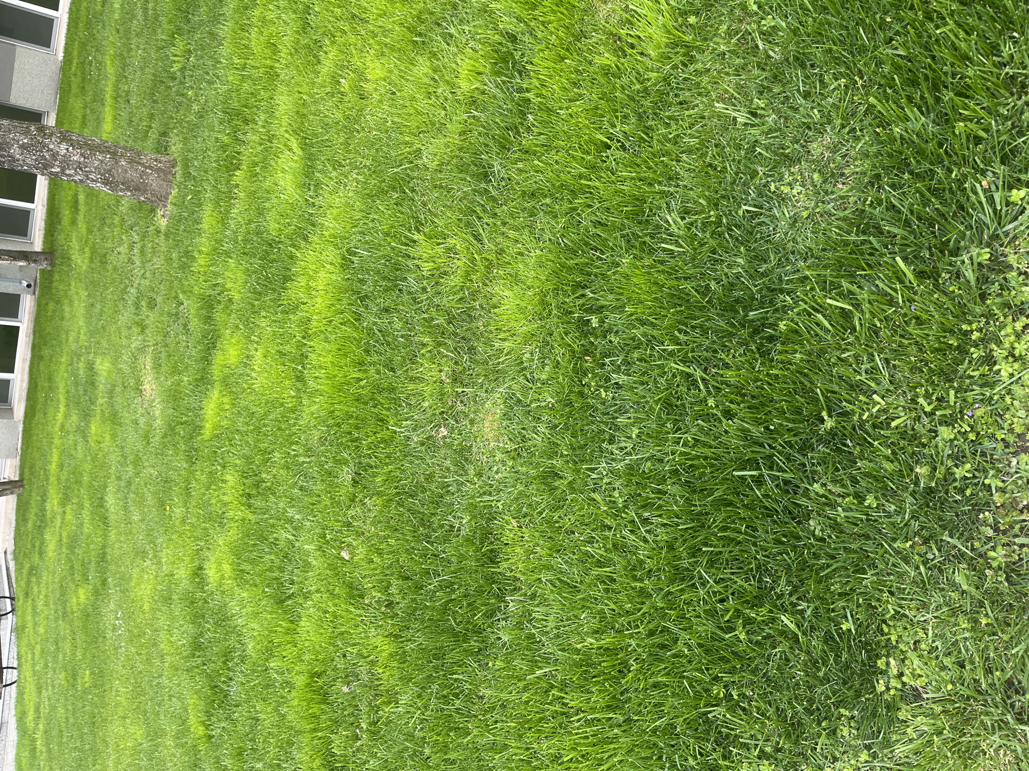 The image shows a patch of green grass next to a building in Plovdiv, Bulgaria. The grass is well-maintained and evenly cut. A tree trunk is visible on the left side of the image, near the building. Some weeds can be seen growing among the grass. The overall environment appears to be a residential or park area.