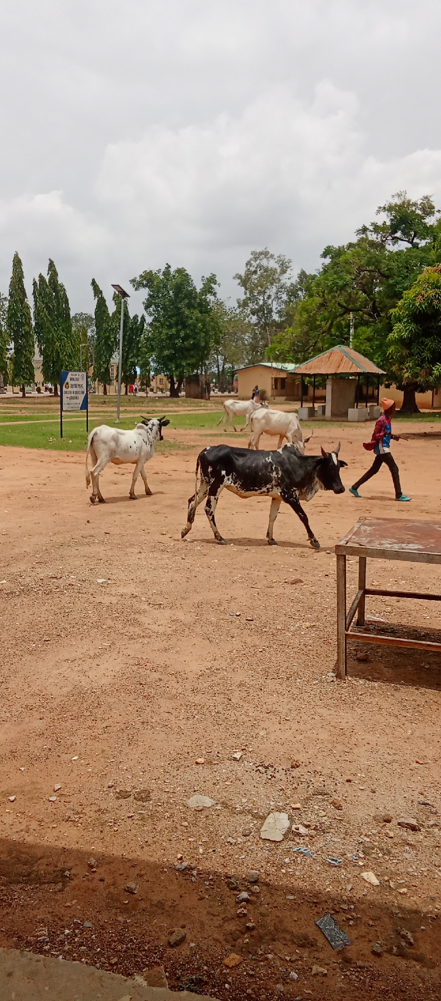 A dirt road in Akwanga, Nigeria, is the setting for the image. Several cows, mostly white with some black markings, are crossing the road. One black and white cow is closest to the viewer, moving from left to right. A person wearing a red shirt and blue pants walks from right to left, near a small, covered structure. In the background are trees and a building. A sign for the Biology Department of the College of Education is visible. A metal table frame is in the foreground. The sky is overcast.
