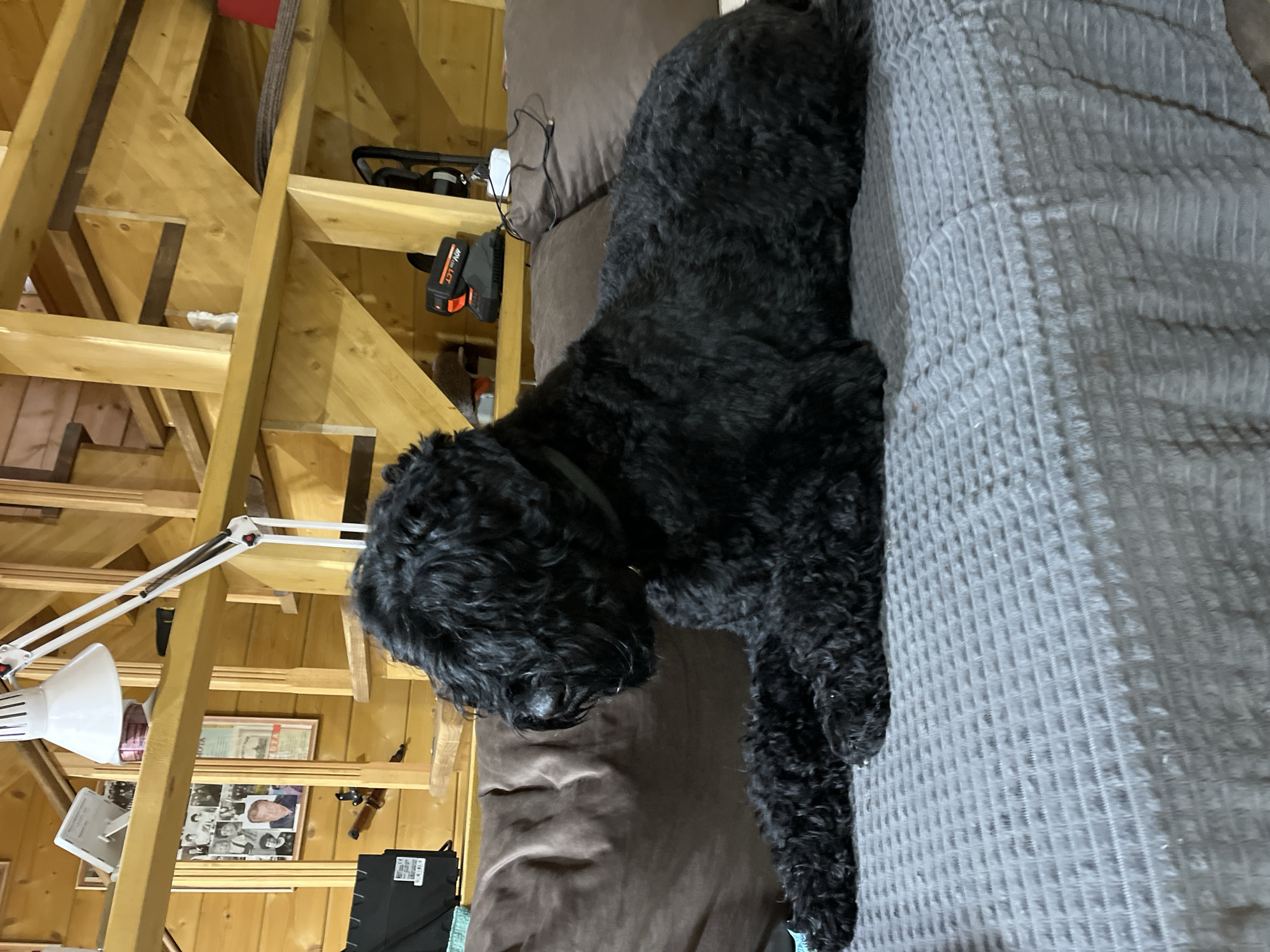 A black Russian Terrier lies on a gray, textured blanket on a couch. The dog is facing to the left, with its head turned. Behind the dog, the interior of a wooden cabin is visible, featuring exposed wooden beams, a staircase, and various objects on shelves. These objects include framed photographs, a desk lamp, and electronic devices. The lighting suggests an indoor setting. The location is stated as being in the city of Нагорный, Russia.