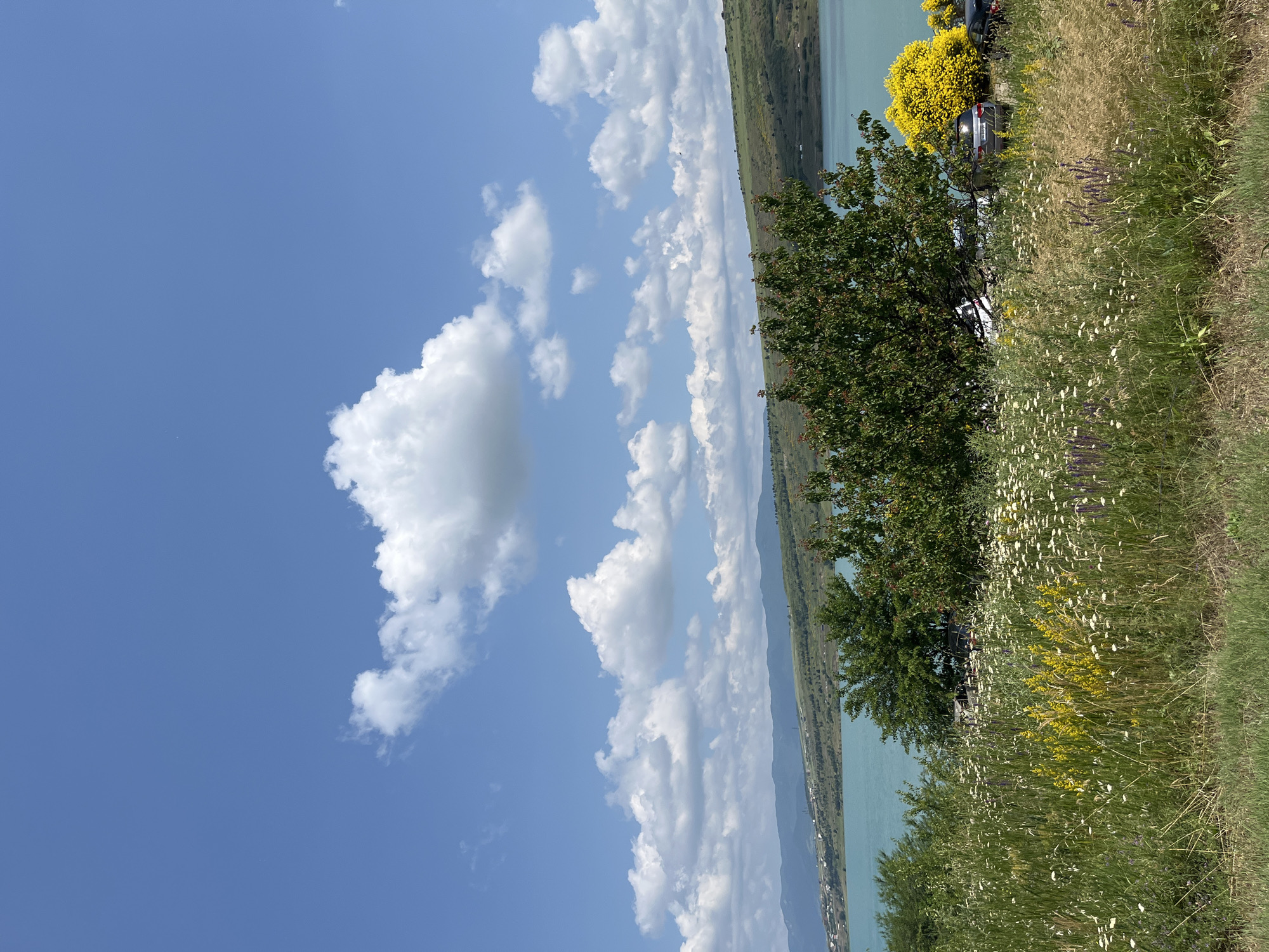 The image depicts a panoramic view of a serene natural landscape with a body of water in the mid-ground and rolling hills under a bright blue sky dotted with fluffy white clouds. The foreground is filled with a vibrant meadow of wildflowers, including white daisies and purple lupines, interspersed with tall green grasses. Behind the meadow, there is a cluster of trees, one of which is a leafy green tree with dark berries. To the right of this tree, a vibrant bush of yellow flowers adds a splash of color. Several cars are parked in the shade of the trees and yellow bush, suggesting a roadside stop or picnic area. The turquoise water of the reservoir stretches across the middle of the image, reflecting the sky and distant landscape. The background features undulating green hills, some with scattered buildings and structures, indicating a rural or semi-rural setting. The overall scene evokes a sense of peace and natural beauty, typical of the outskirts of Tbilisi, Georgia.