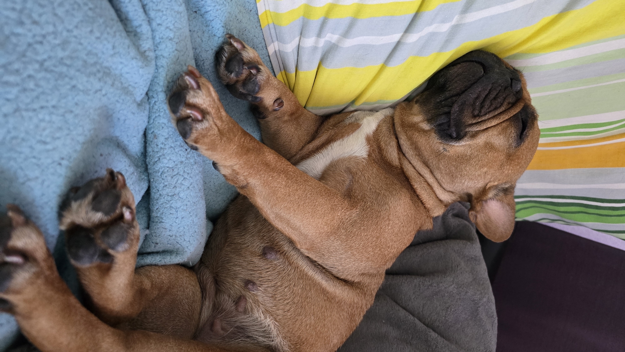 A brown French bulldog is sleeping on a light blue blanket. The dog is lying on its side, with its head resting on a pillow with vertical stripes of yellow, white, blue, and green. The dog's eyes are closed, and its face is wrinkled. The dog's paws are visible, and its nails are dark. Behind the dog, there is a gray blanket and a dark purple object, possibly a cushion or part of a sofa. The scene appears to be indoors, likely in a home environment. The location in the city of Krasnodar, Russia is not discernible from the image.