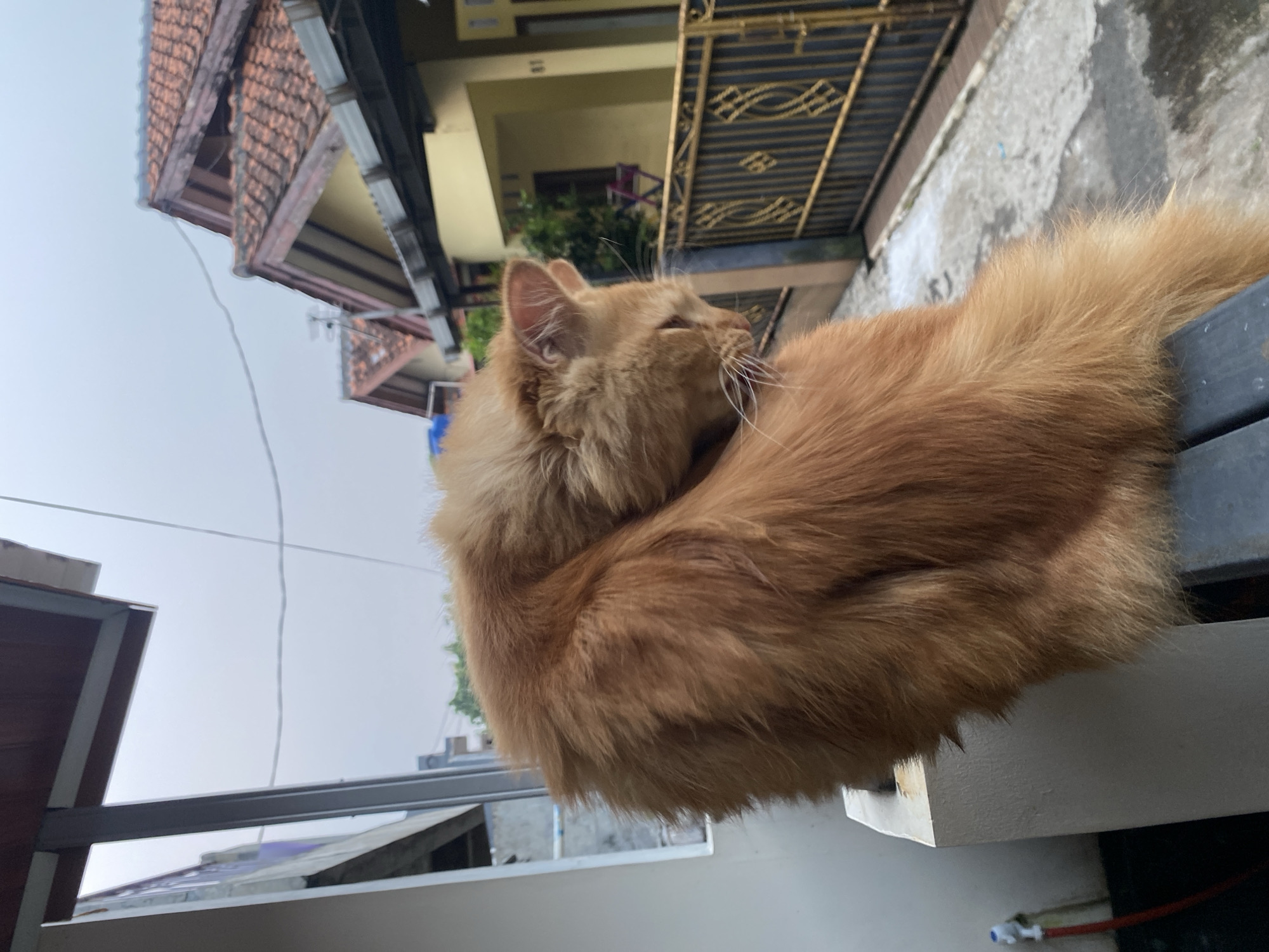 An orange cat with fluffy fur is perched on a narrow white ledge. The cat is curled up, with its head resting on its body, facing to the right. Its eyes are closed, and it appears to be grooming or sleeping. Behind the cat, in the background, are several houses with terracotta roofs, a yellow wall, and a black and gold metal fence. The sky is overcast. The scene is likely located in a residential area of Depok, Indonesia, given the architectural style of the houses and the presence of the fence. The image captures a quiet moment of the cat in its outdoor environment.