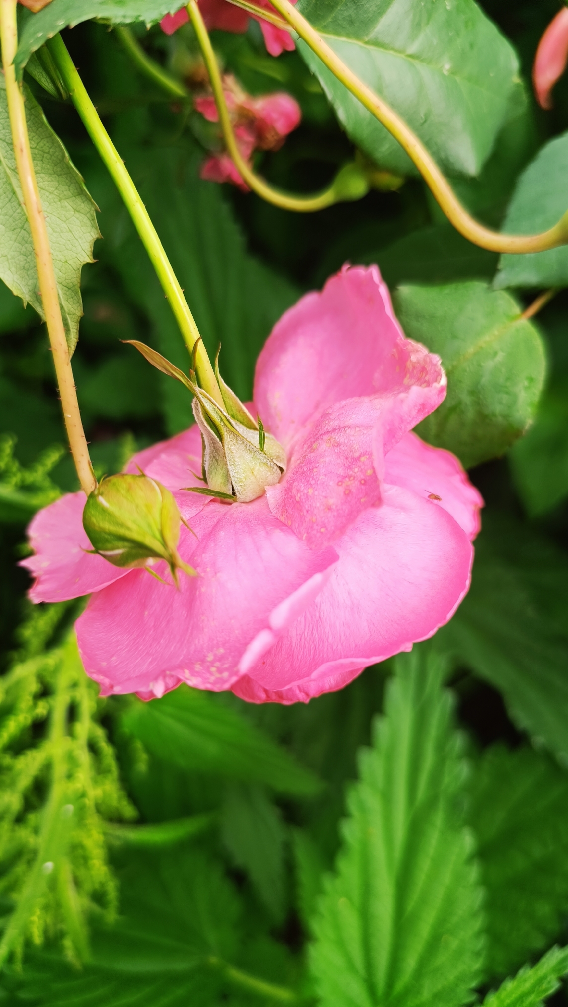 The image is a close-up shot of a pink flower, likely a rose, with a green bud partially obscuring the center. The flower's petals are delicate and slightly ruffled, with some scattered pink specks. The green bud is tightly closed, with visible sepals. Two green stems with small prickles are visible, one supporting the bud and the other trailing behind. The background is a blur of various shades of green foliage, suggesting an outdoor garden setting. The lighting is natural and appears to be diffused, creating soft shadows. There are no people or animals visible in the image. The image does not provide any information about the city of Karsha, Russia, or any specific location.