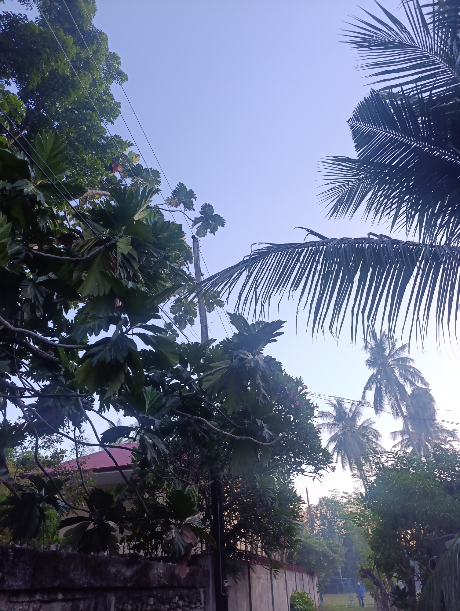 The image depicts an outdoor scene in what appears to be a tropical or subtropical environment. The sky is a clear, pale blue, suggesting it might be morning or late afternoon. Lush green foliage dominates the foreground and mid-ground, with large, broad leaves and palm fronds creating a dense canopy. Several telephone or power lines crisscross through the trees.
In the background, hints of structures are visible. A house with a reddish-brown roof can be seen peeking through the trees on the left. Further down a path or road, another house with a beige facade and a dark fence is present. The path itself is lined with more trees and bushes. A single person, wearing a blue cap and jacket, is walking away from the camera on the right side of the path. The ground appears to be a mix of grass and dirt. The overall impression is one of a residential area set amidst abundant natural vegetation.