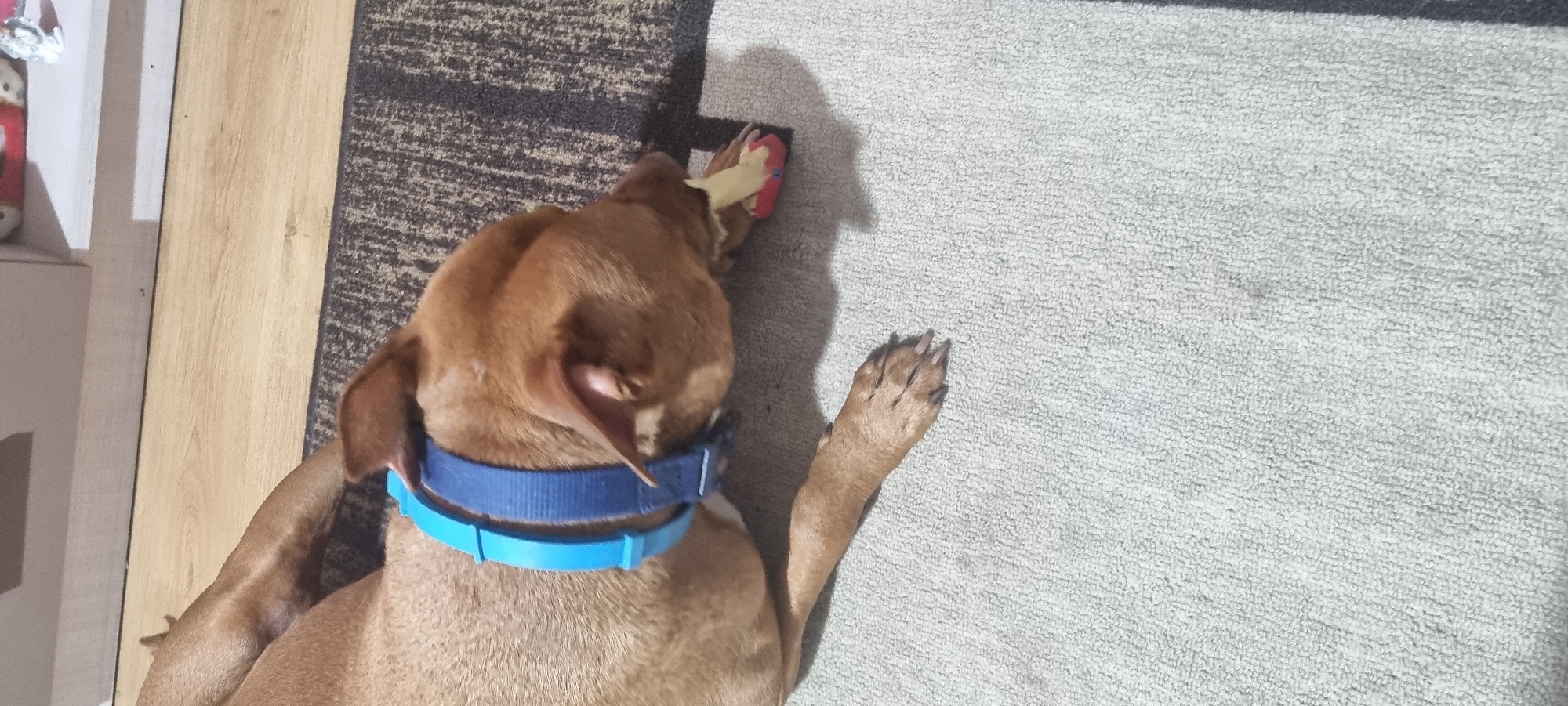 A top-down shot captures a light brown dog lying on a light-colored, shaggy rug. The dog is seen from above, facing towards the upper right of the frame, actively chewing on a red and yellow toy or chew object held in its mouth. It wears two blue collars: a darker blue fabric collar and a lighter, possibly plastic, blue collar.
The scene is an indoor domestic setting. To the left of the dog, light brown wooden flooring is visible, adjacent to a darker, patterned rug. The dog's body extends onto this darker rug and largely onto the light-colored, shaggy rug that dominates the right side of the image. One of the dog's front paws is visible, resting on the light rug. Soft shadows are cast, indicating ambient daytime lighting. A light-colored wall or furniture item is partially visible on the far left edge. The dog appears relaxed and content while engaging with its toy. No text is visible in the image. The location is Sofia, Bulgaria.