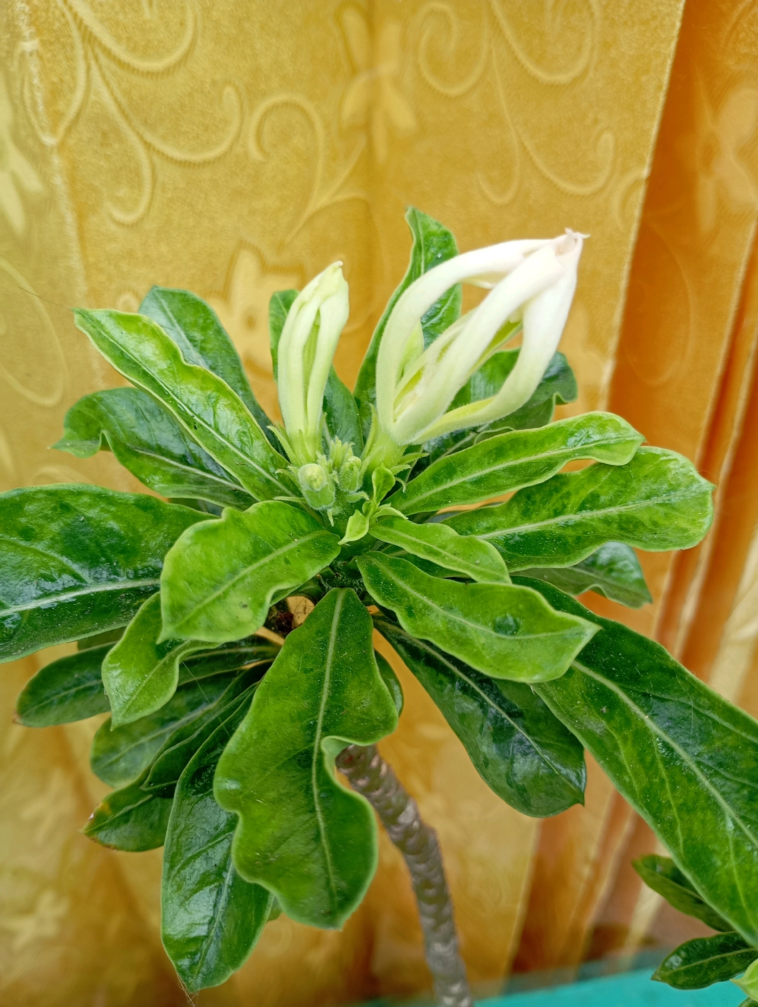 A close-up, eye-level shot captures a desert rose plant with vibrant green, glossy leaves and two partially opened white flowers. The plant is positioned against a textured, golden-yellow curtain that creates a soft, blurred background. The curtain features a subtle, embossed scroll pattern. The lower portion of the image shows a hint of a teal-colored surface, possibly a pot or table. The scene appears to be indoors, given the presence of the curtain and artificial lighting. The image was taken in Balikpapan, Indonesia.