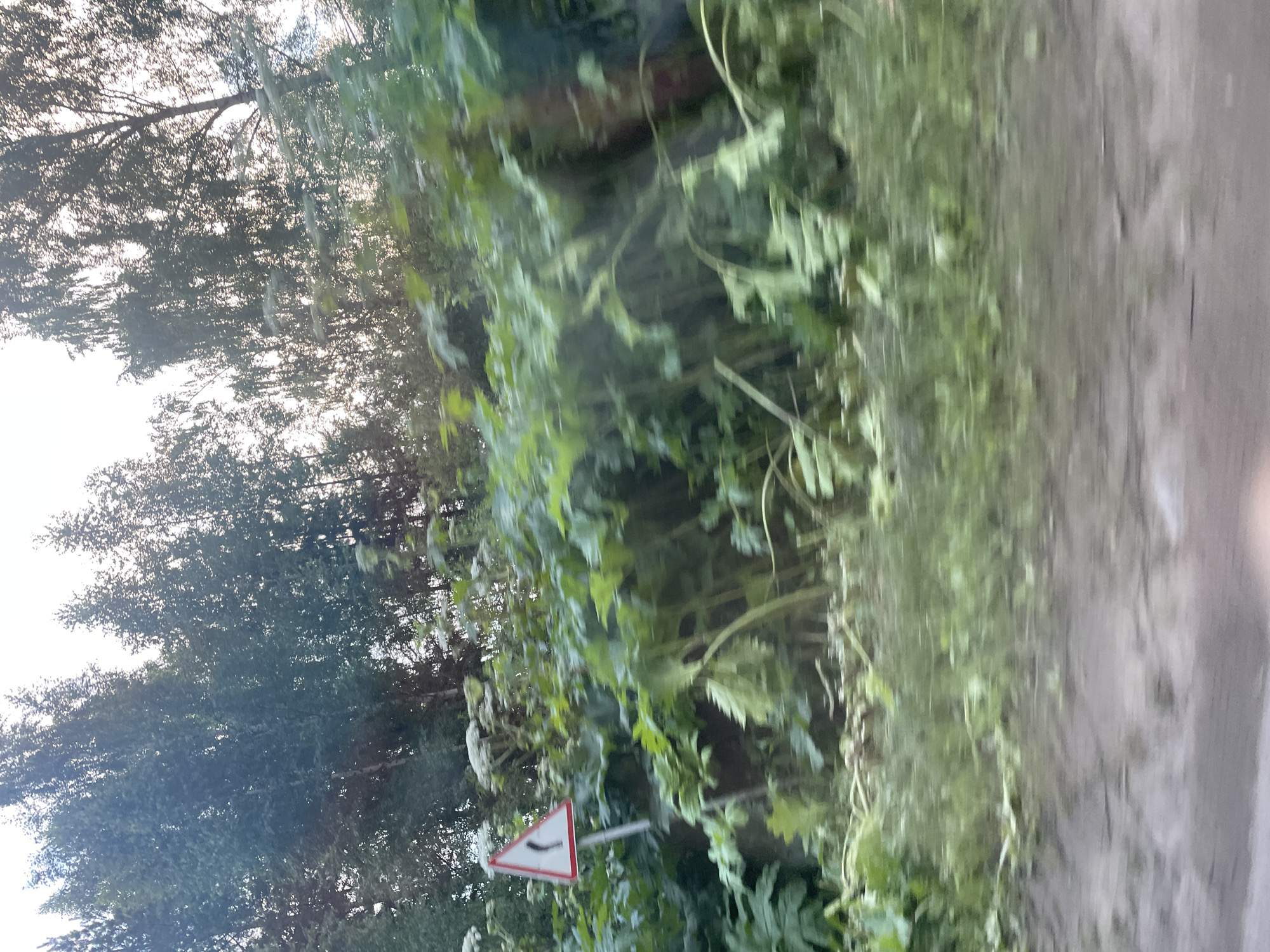 The image depicts a rural roadside scene in Kamkskoye, Russia. On the left, tall trees with dense foliage line the edge of a dirt road that occupies the right side of the frame. Overgrown greenery, including large-leafed plants, flanks the road, suggesting a natural and somewhat untamed environment. A triangular road sign with a red border and a white background is visible amidst the vegetation. The sign features a black symbol depicting a curved road indicating a bend to the left. The lighting suggests it is daytime, likely late afternoon or early evening, as the sunlight filters through the trees, creating a dappled effect and casting soft shadows. The overall impression is one of a quiet, possibly remote, location, typical of the Russian countryside. There is no discernible activity or any people in the image. The blurriness of the image might indicate motion, perhaps taken from a moving vehicle.