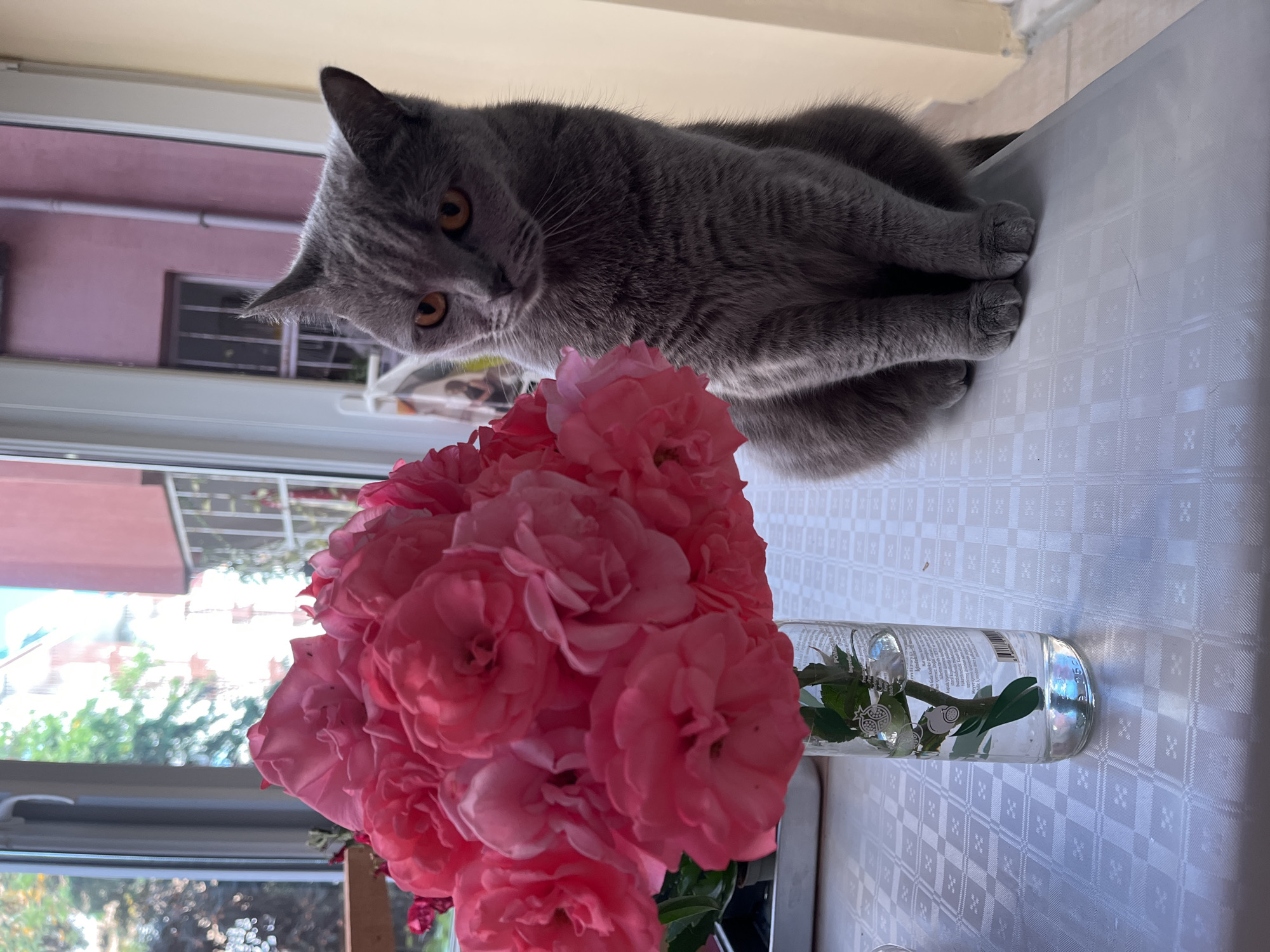 A medium-angle, indoor shot features a gray cat perched on a white, checkered tablecloth next to a vase of pink roses. The cat is positioned at the top of the frame, looking down towards the roses. The roses are in a clear glass vase filled with water. The background shows a window overlooking what appears to be a residential area. Based on the architectural style and color palette visible through the window, this image may have been taken in Alanya, Turkey.