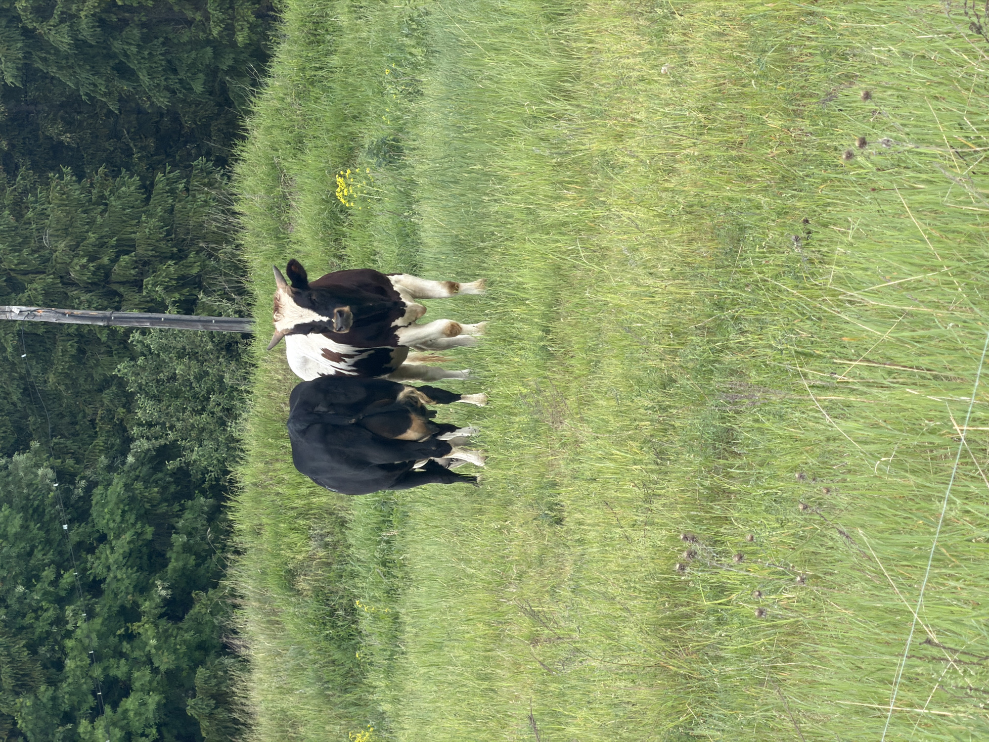 The image depicts two cows standing in a grassy field. One cow is black and white, while the other is primarily black. A wooded area borders the field on one side, and a utility pole stands nearby. The location is Ольховка, Russia.