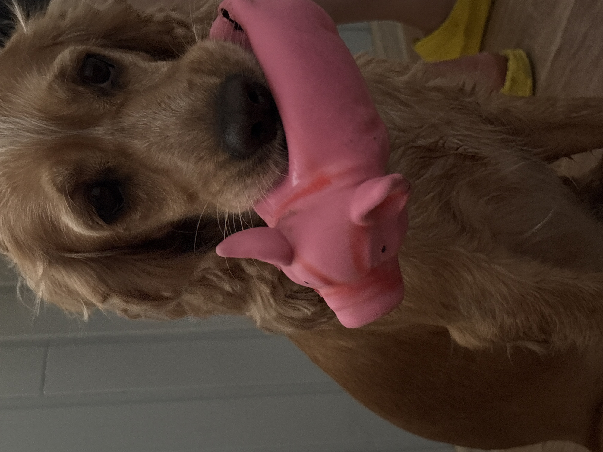 A medium shot captures a golden-colored dog, possibly a spaniel mix, holding a pink squeaky pig toy in its mouth. The dog's expression is soft, with dark eyes and floppy ears. The toy pig's snout is visible, with a small red mark near its mouth. The dog is positioned against a pale blue, textured wall, and the floor appears to be wooden planks. In the background, a person's legs wearing yellow footwear are partially visible. The scene is dimly lit, suggesting an indoor setting, potentially in Rostov-on-Don, Russia.
