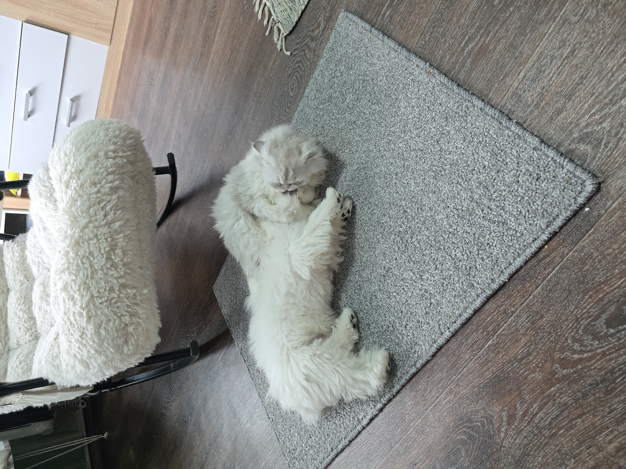 A fluffy white kitten is sleeping on a grey rug on a wooden floor. The kitten is curled up on its side, with its head tucked under its body. Its fur is long and soft, and its paws are visible. The rug is rectangular and has a textured surface. The floor is made of dark brown wooden planks. In the background, a white furry chair is visible, as well as a white dresser with drawers. The scene appears to be an indoor setting, likely a home.