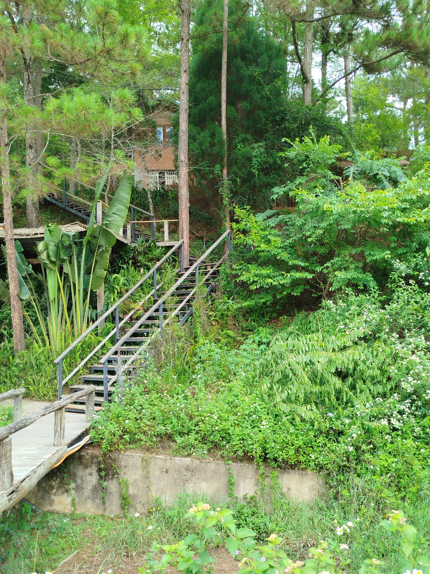 The photograph depicts a landscape scene in Cam Ly - Da Lat, Vietnam. The composition is dominated by lush greenery, including trees, shrubs, and ground cover. A staircase with metal railings ascends the hillside, leading towards a building partially obscured by trees. A wooden bridge with railings is visible in the foreground. The scene conveys a sense of tranquility and natural beauty.