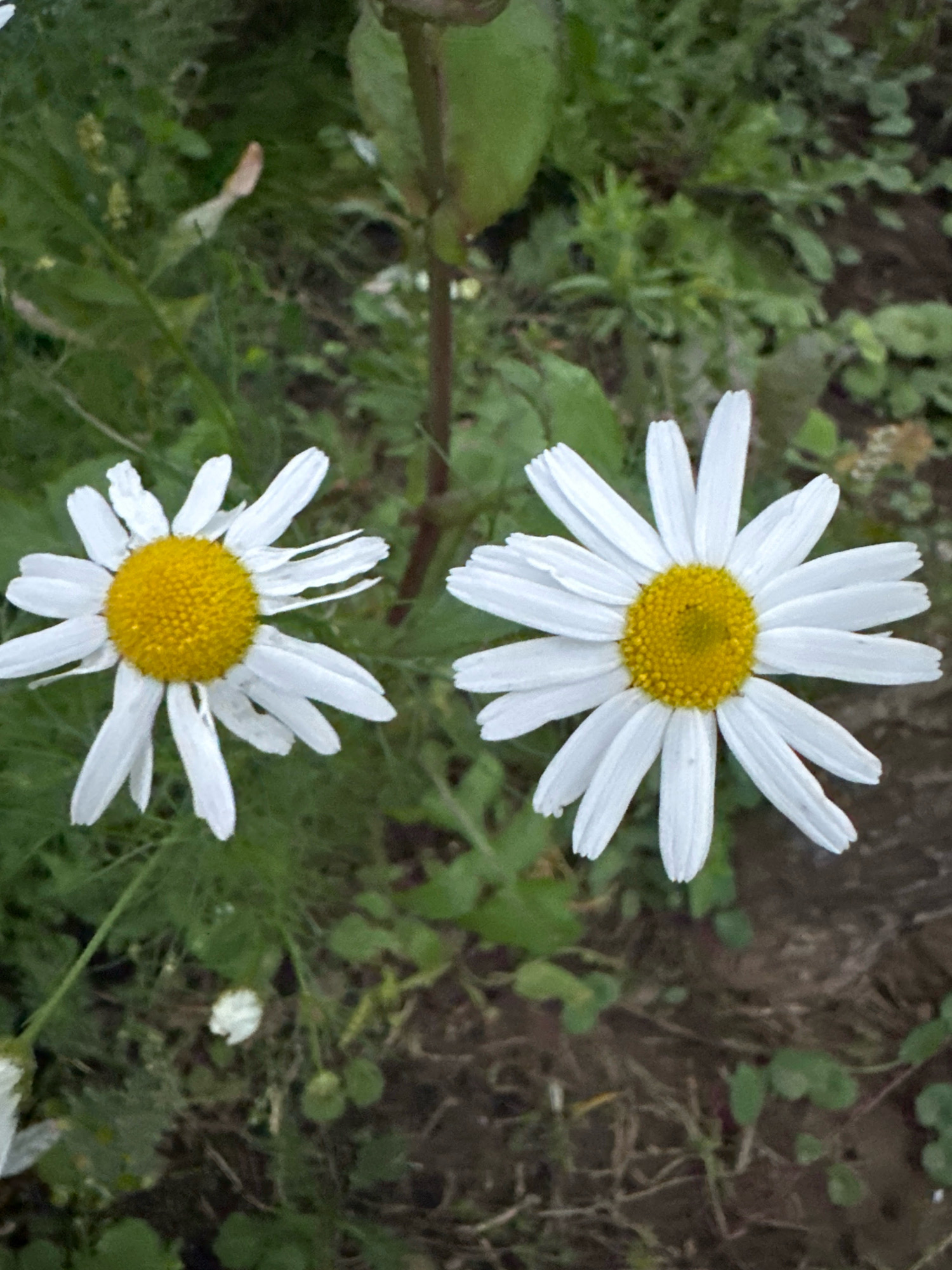 The image shows two daisies with white petals and yellow centers, positioned in the foreground against a blurred background of green foliage and dark soil. The daisy on the left is slightly out of focus and positioned to the left of the frame, while the daisy on the right is in sharper focus and located more centrally. Both flowers exhibit a radial symmetry. The environment suggests an outdoor setting, possibly a garden or a natural landscape. No people or specific city landmarks are visible, making it impossible to determine the location in Vidnoye, Russia.