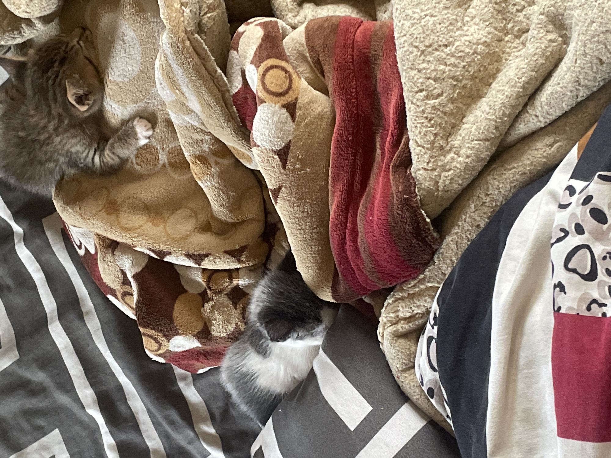 The image shows two kittens sleeping on a bed or couch covered with various patterned blankets and bedding. The top-left kitten is gray and appears to be lying on a blanket with a brown patterned design. The second kitten is gray and white and rests on a pillow with a gray and white striped pattern. The blankets include designs with brown floral patterns, a red striped pattern, and a tan-colored solid material. The environment suggests a domestic setting. There is no indication of the city of Jos, Nigeria, in the image.
