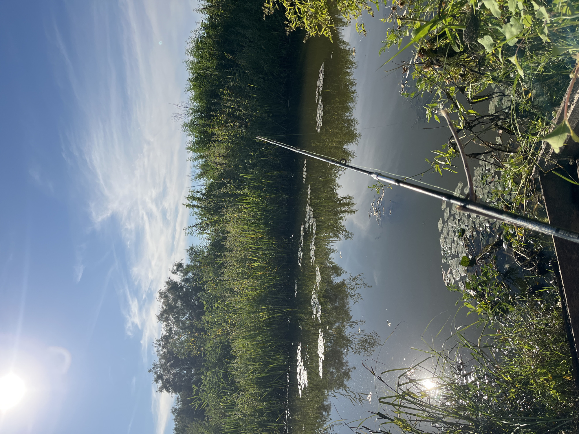 This is a vertical, eye-level, medium shot taken outdoors on a sunny day. The scene depicts a fishing rod extending diagonally from the bottom right corner into the water, with its tip submerged. The water is dark and reflective, showing the sky and surrounding vegetation. Lily pads are scattered on the surface. The background is dominated by lush, green reeds and trees, with a bright sun and wispy clouds visible in the blue sky. The location is a body of water, likely a river or canal, situated in a natural environment. There are no people visible in the image.