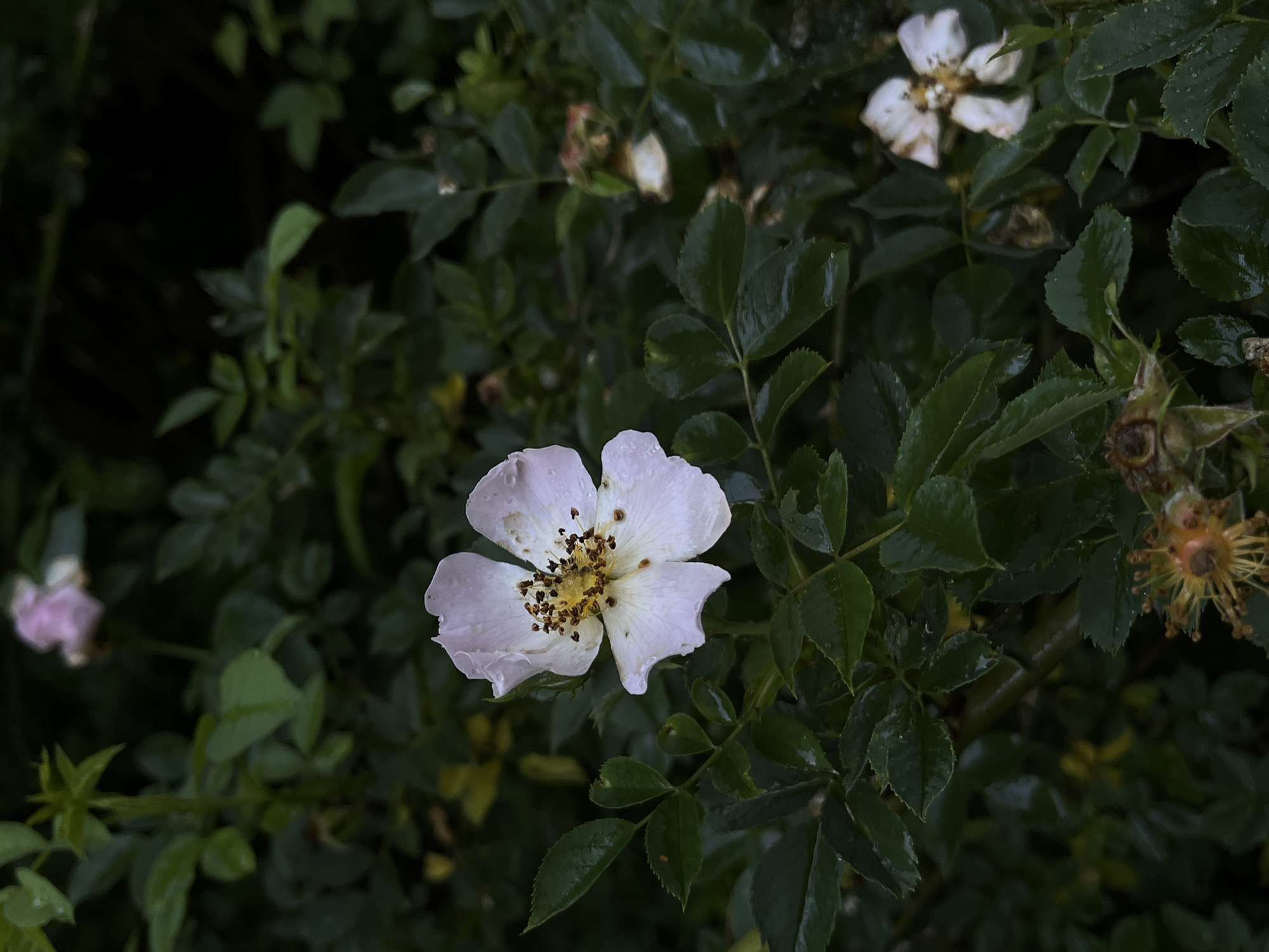 A single, delicate white rose with a yellow center and dark brown pollen sits prominently in the foreground, its petals slightly unfurled. The rose is surrounded by lush, dark green foliage that appears wet, suggesting recent rain. Several other faded white roses and seed pods are visible in the background, adding depth to the scene. The overall atmosphere is one of natural beauty, with a hint of melancholy from the wilting flowers and seed pods. The image is likely a close-up shot taken in a garden or natural setting, possibly in the city of Briukhovychi, Ukraine, given the provided context.