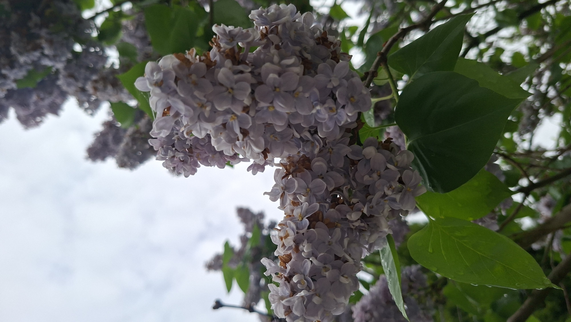 A low-angle shot captures a cluster of light purple lilac blossoms hanging from branches with green leaves. Raindrops cling to the leaves and petals. Additional lilac clusters are visible in the blurred background against a cloudy sky. The location is Забалоцкі сельскі Савет, Belarus.