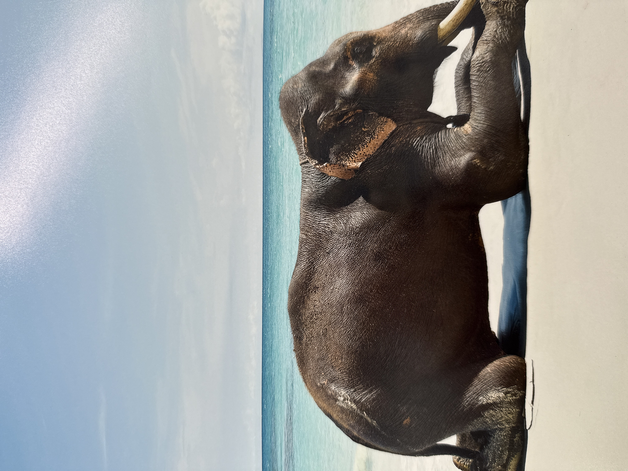The image shows an elephant on a beach next to a calm, clear blue sea and sky. The elephant, dark gray in color, is positioned on the right side of the image. Its trunk is curled upwards, suggesting it might be touching or interacting with something unseen. The background features a gradient of blue from the sky to the sea, indicating a bright and possibly sunny day. Based on the context given, the location is Baan Harn, Thailand.