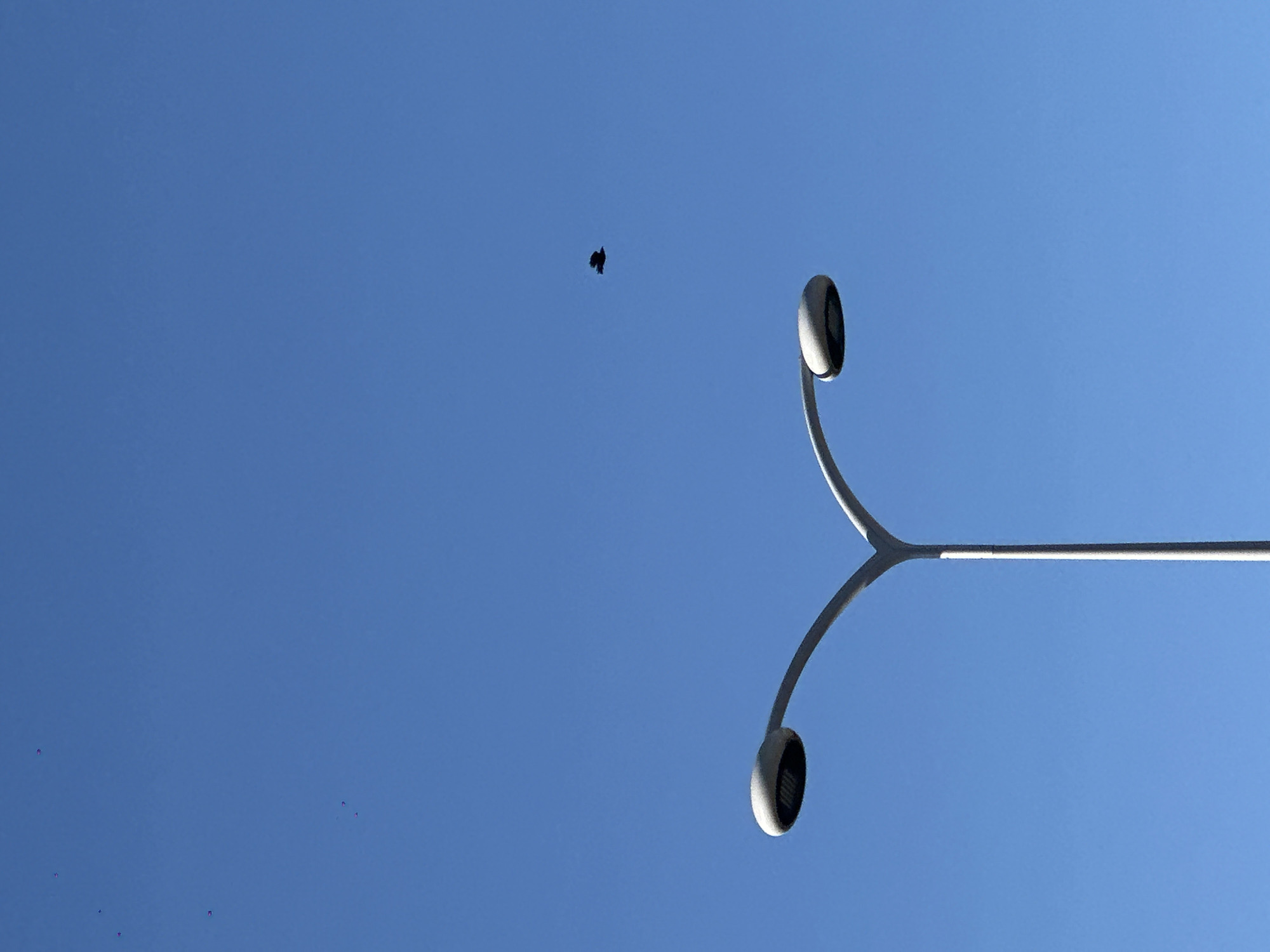 This image offers an upward-looking, minimalist view of a clear blue sky over Amsterdam, Netherlands, featuring a distinctive street lamp and airborne objects.
The most prominent man-made subject is a contemporary street lamp, made of a light grey metallic material. It is positioned in the lower right and central-right of the frame, with its slender main arm extending upwards and horizontally from the right edge. This arm branches into two elegant, curved sections, each culminating in a circular luminaire. The luminaires, seen from below, have grey exteriors and dark, possibly textured or slatted undersides. The lamp's design is modern, contributing to an almost sculptural aesthetic against the sky. Sunlight catches the upper surfaces of the lamp's structure, highlighting its form.
The expansive sky is a brilliant and uniform blue, completely clear of clouds, indicating bright daylight and excellent weather conditions. In the upper-left quadrant, a distinct dark, irregularly shaped object is visible, likely a bird in flight or a small drone, silhouetted against the bright sky. Further towards the bottom left, several smaller, indistinct dark specks are scattered, which appear to be insects or very distant small birds.
The image captures an outdoor setting with no people or additional structures visible, focusing on the interplay between the stark lines of the street lamp and the natural expanse of the sky. No discernible text is present. The overall impression is one of clarity and open space.