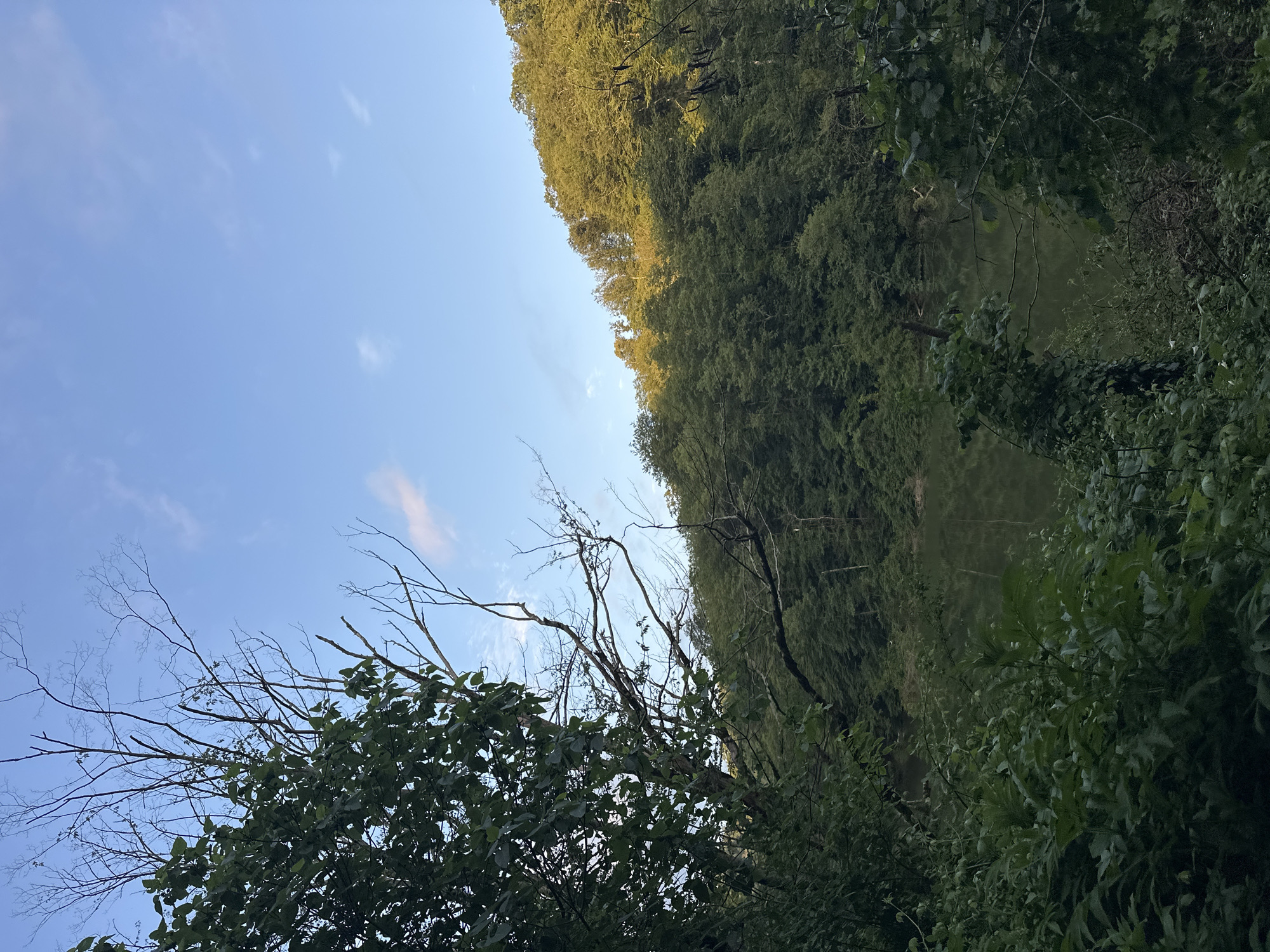 The image shows a tranquil natural scene with a body of water surrounded by lush greenery. In the foreground, dense foliage and tree branches frame the view, with some dead branches reaching upwards towards a pale blue sky dotted with wispy clouds. The middle ground features a calm, reflective body of water, its surface appearing a muted green. Beyond the water, a hillside covered in a dense forest of trees slopes upwards, catching the warm, golden light of what appears to be late afternoon or early morning sun. The overall impression is one of a secluded and peaceful natural landscape. The specific location in Razdolnoye, Russia is not visually identifiable from the image itself.