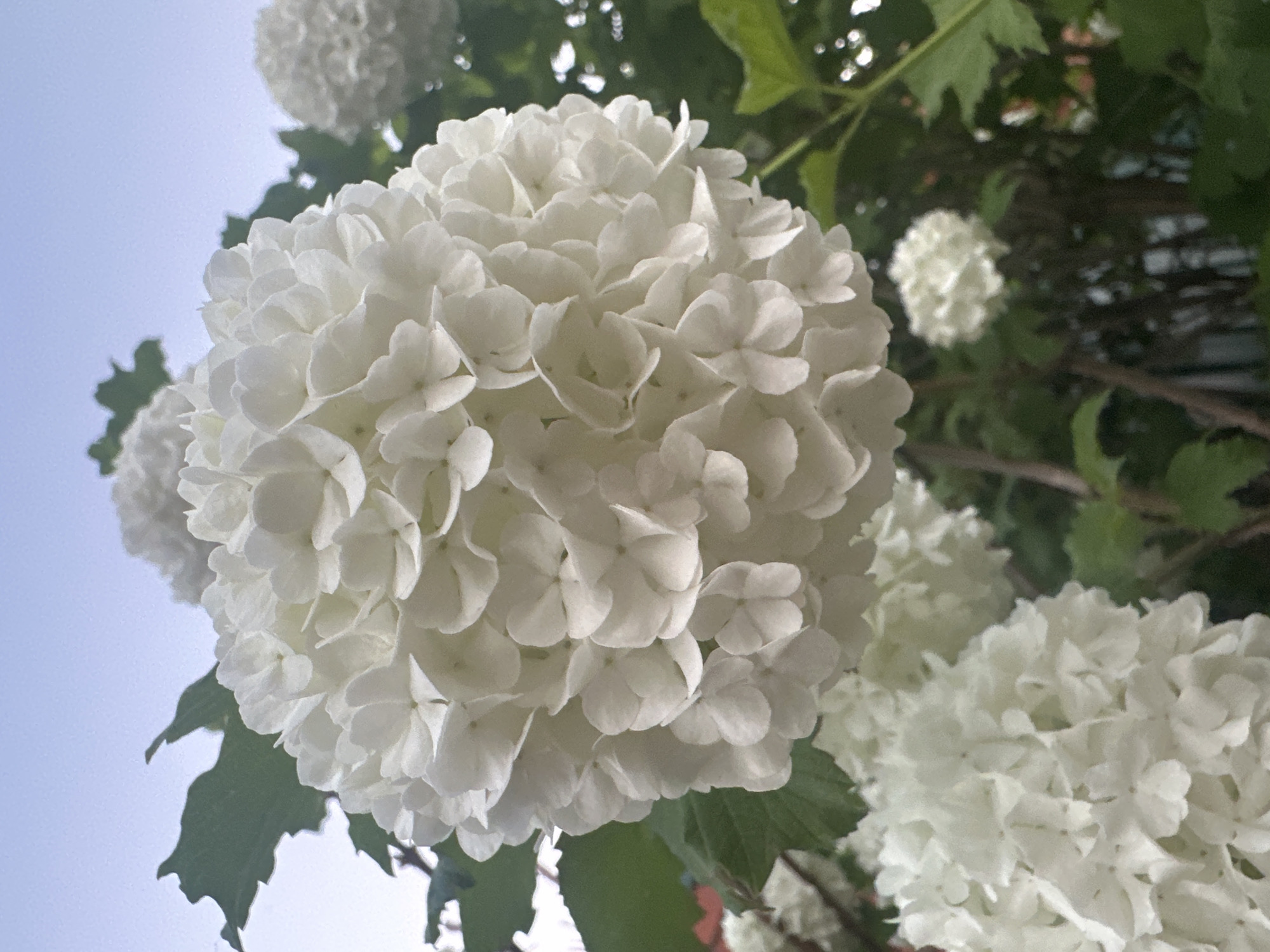 The image shows a close-up of several white snowball bush flowers (Viburnum opulus 'Roseum') in bloom. The main flower cluster dominates the frame, with other clusters and green leaves visible in the background. The sky is visible in the upper left corner. There is no evidence of the location being Прикамский, Russia. There are no people or interactions visible in the image.