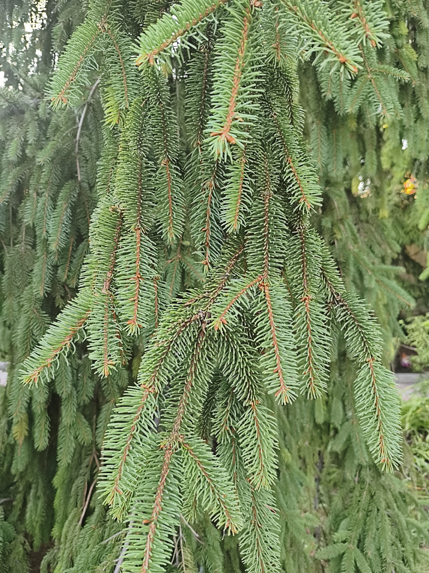 The image is a close-up, eye-level view of evergreen branches, likely from a spruce or fir tree, with vibrant green needles and reddish-brown stems. The branches hang downwards, creating a dense, layered effect. The background is softly blurred, showing more greenery and hints of sunlight filtering through. The image does not contain any people, actions, or interactions. It is a natural scene focused on the texture and color of the foliage. The location in Makiivka, Ukraine, is not visually apparent from the image itself.