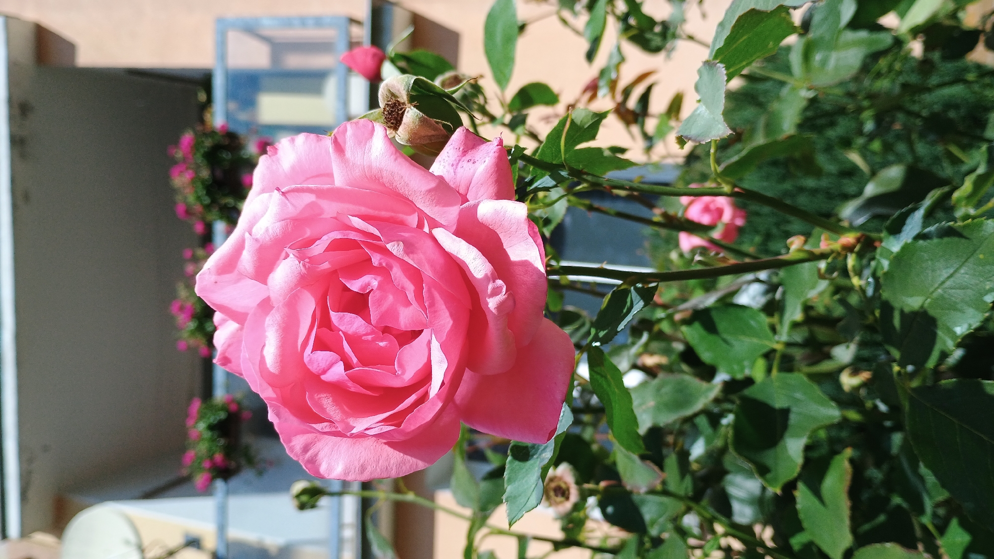 A close-up, eye-level, vertical shot features a vibrant pink rose in full bloom, dominating the foreground. The rose, with its velvety petals unfurling, is bathed in sunlight, highlighting its intricate texture and delicate folds. Behind the rose, the background is softly blurred, revealing hints of a residential building with a balcony adorned with small pink flowers in planters. The balcony railing appears to be made of glass and metal. Below the balcony, a beige-colored wall is visible. The surrounding foliage consists of dark green leaves and thorny stems, with a dried rose bud also present to the right of the main flower. The scene suggests a sunny day in a garden or outdoor space within the city of Sokolov, Czechia, likely a residential area. There are no people or animals present in the image.