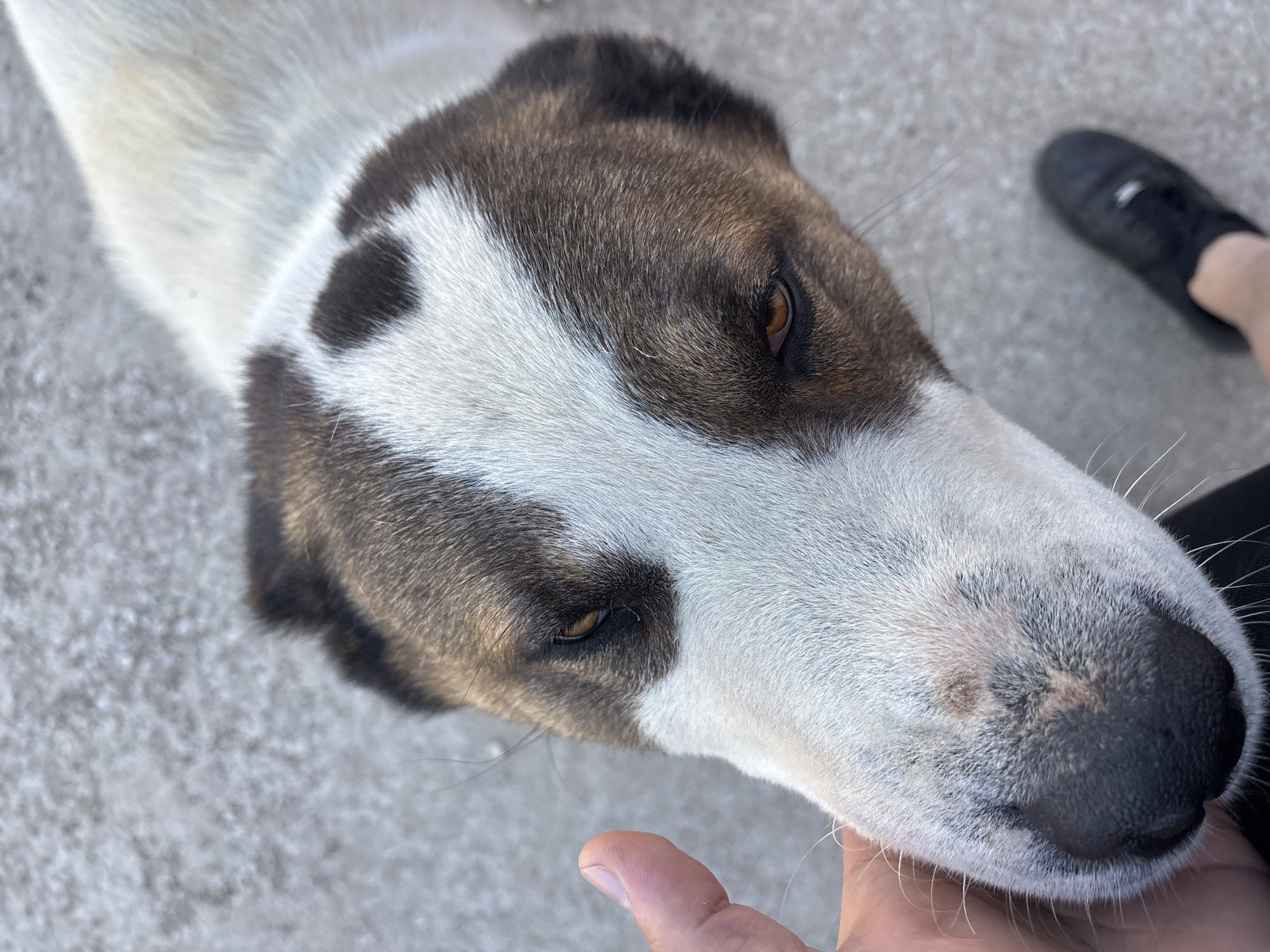 A close-up, high-angle shot depicts a dog's head with a black nose, brown eyes, and fur that is a combination of brown, black, and white. A hand is visible near the dog's muzzle, seemingly interacting with the animal. In the background, a foot in a black shoe is also visible. The location is likely outdoors, given the neutral-toned ground. Pojarevo, Bulgaria is not indicated within the frame.