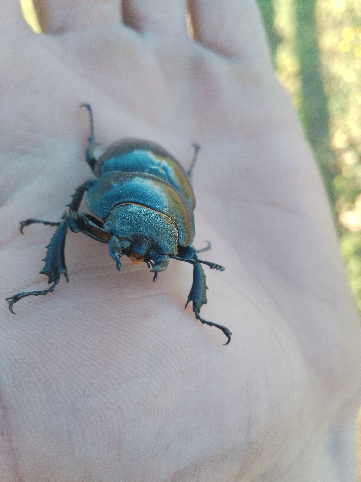 A close-up, high-angle shot shows a dark-shelled beetle resting on a person's open palm. The beetle's exoskeleton has a metallic sheen, reflecting shades of blue and brown. Its legs are splayed out, with sharp, pointed claws visible on each foot. The hand, which appears to be a light skin tone, shows the natural lines and texture of the palm. The background is softly blurred, with streaks of green and yellow suggesting an outdoor environment with foliage and sunlight. The image is focused on the beetle and the hand, with the background out of focus.