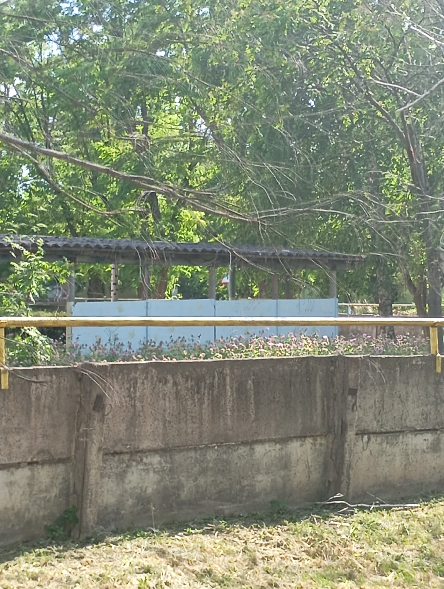 The image shows a section of a concrete wall in Sozonivka, Ukraine. Behind the wall, a yellow railing runs horizontally. Further back, there is a structure with a corrugated roof supported by wooden posts, and a blue wall. In front of the blue wall, there are low-lying plants with small purple flowers. The scene is framed by trees and branches in the background. The foreground consists of dry grass and leaves on the ground.