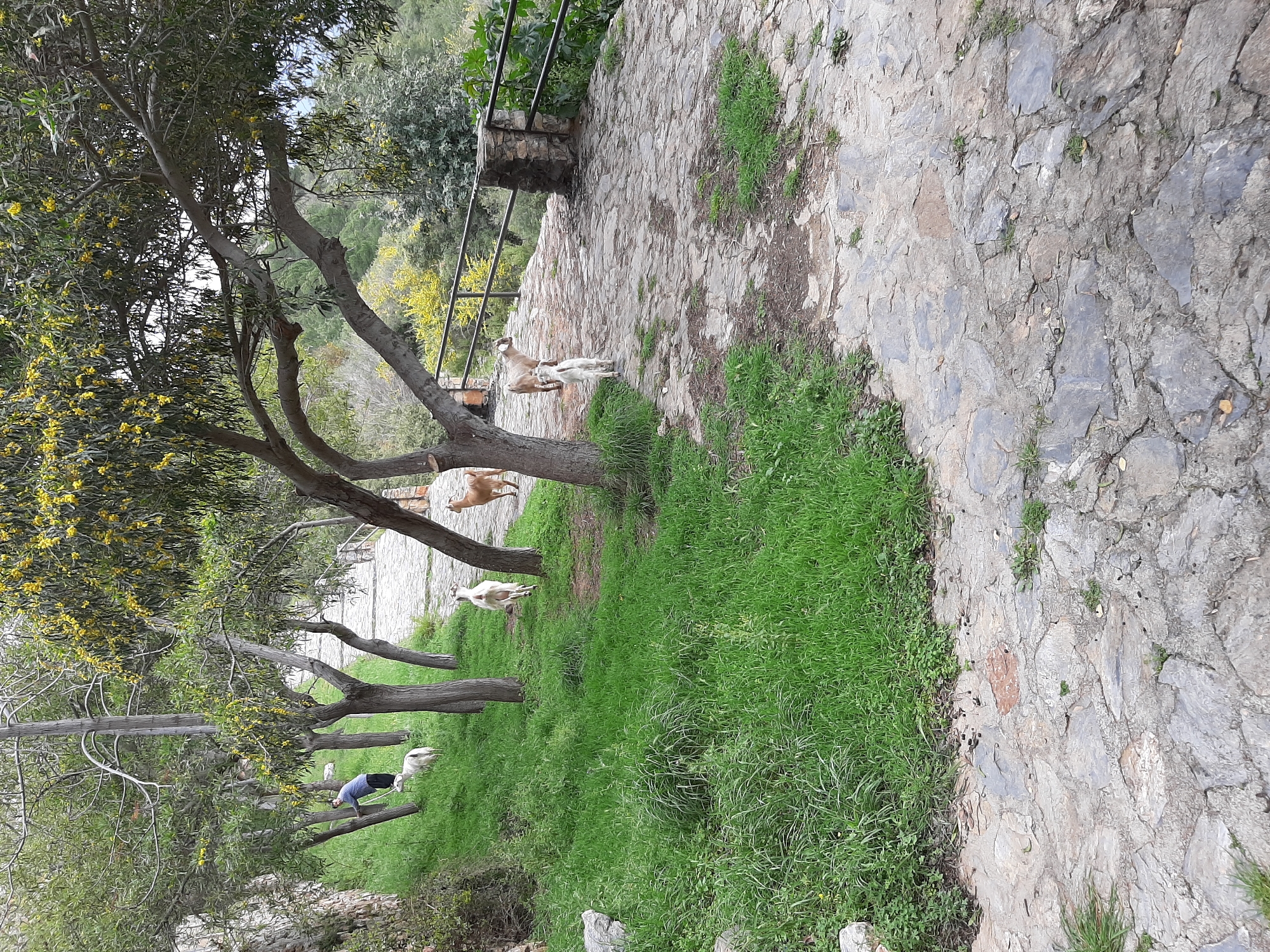 The image shows a sloped landscape, likely in a park or rural area in Alanya, Turkey. Several trees with yellow flowers line the left side of the image, leading down a grassy slope. A stone-paved path runs along the top right. Multiple goats are visible, positioned between the trees and on the grass. A person is present towards the lower left, with blue clothing, bent over. A metal fence and stone structure are positioned along the edge of the path.